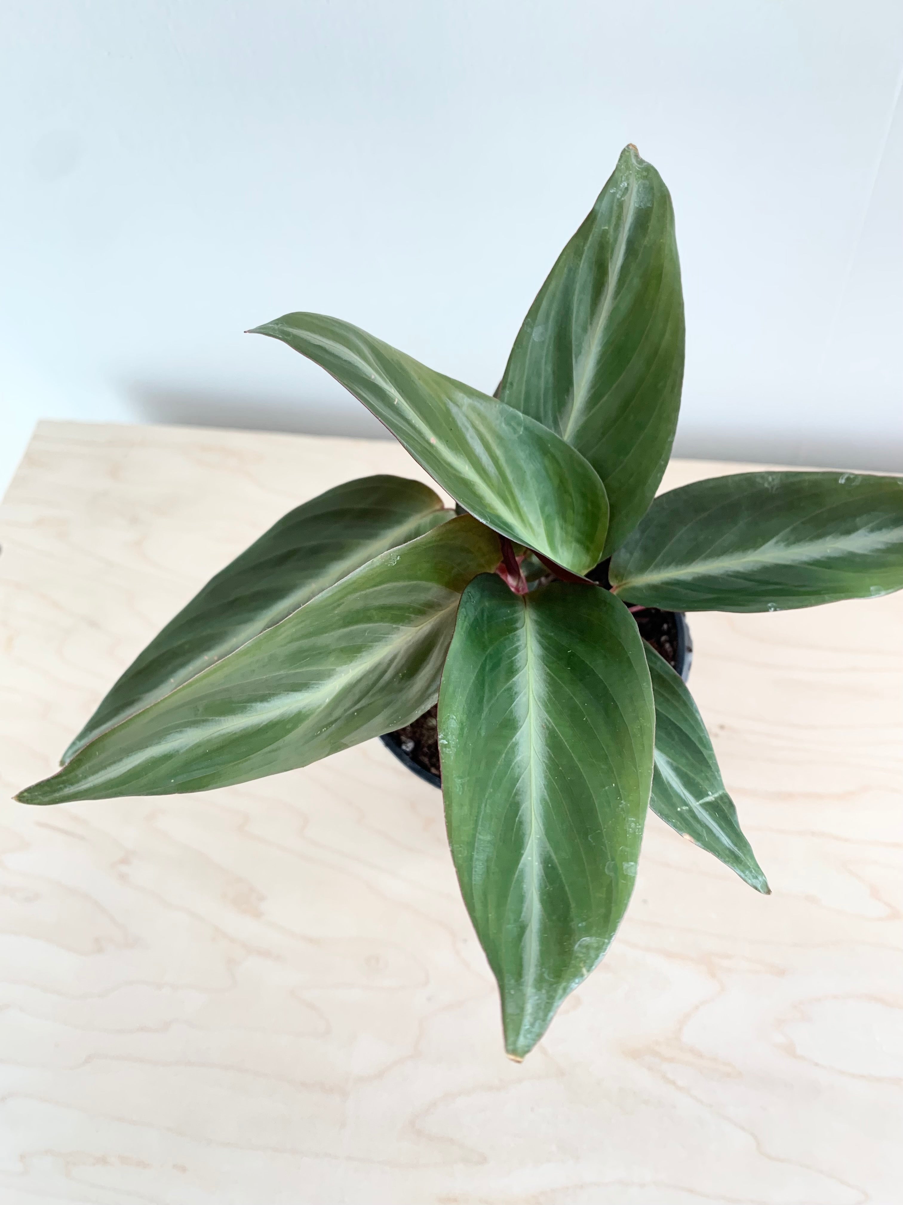 Stromanthe 'Sanguinea'