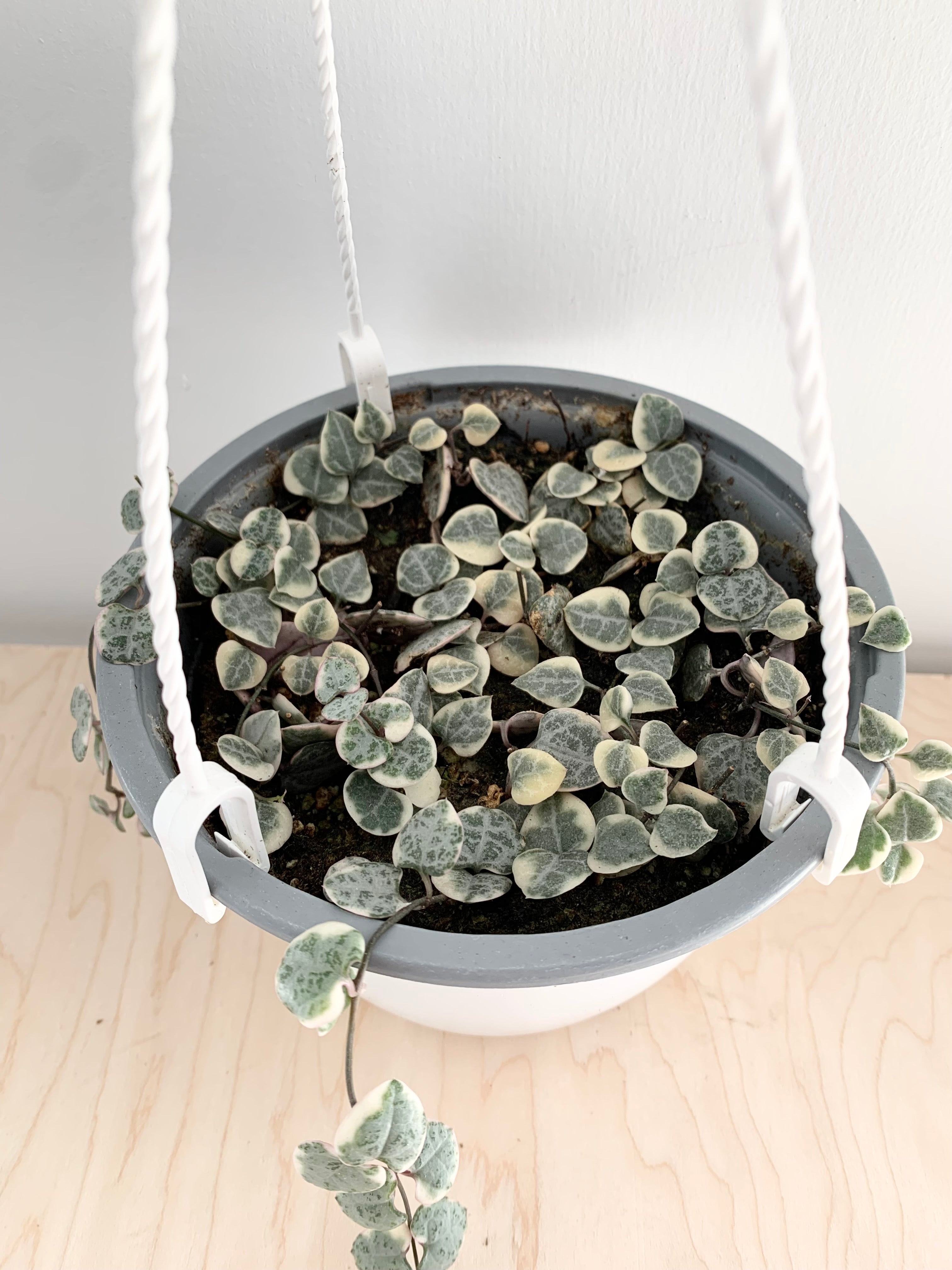 String of Hearts - Variegated