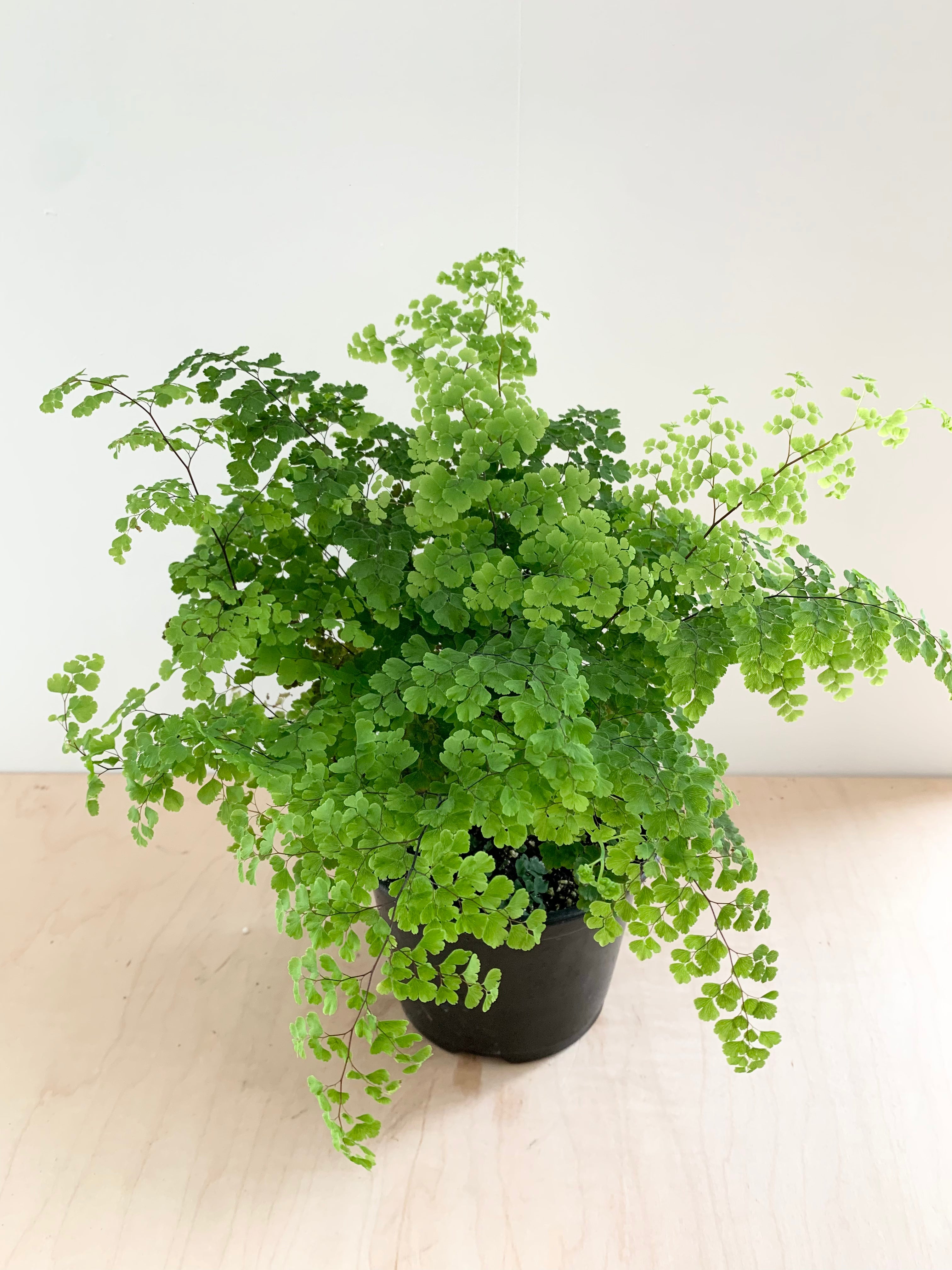 Maidenhair Fern