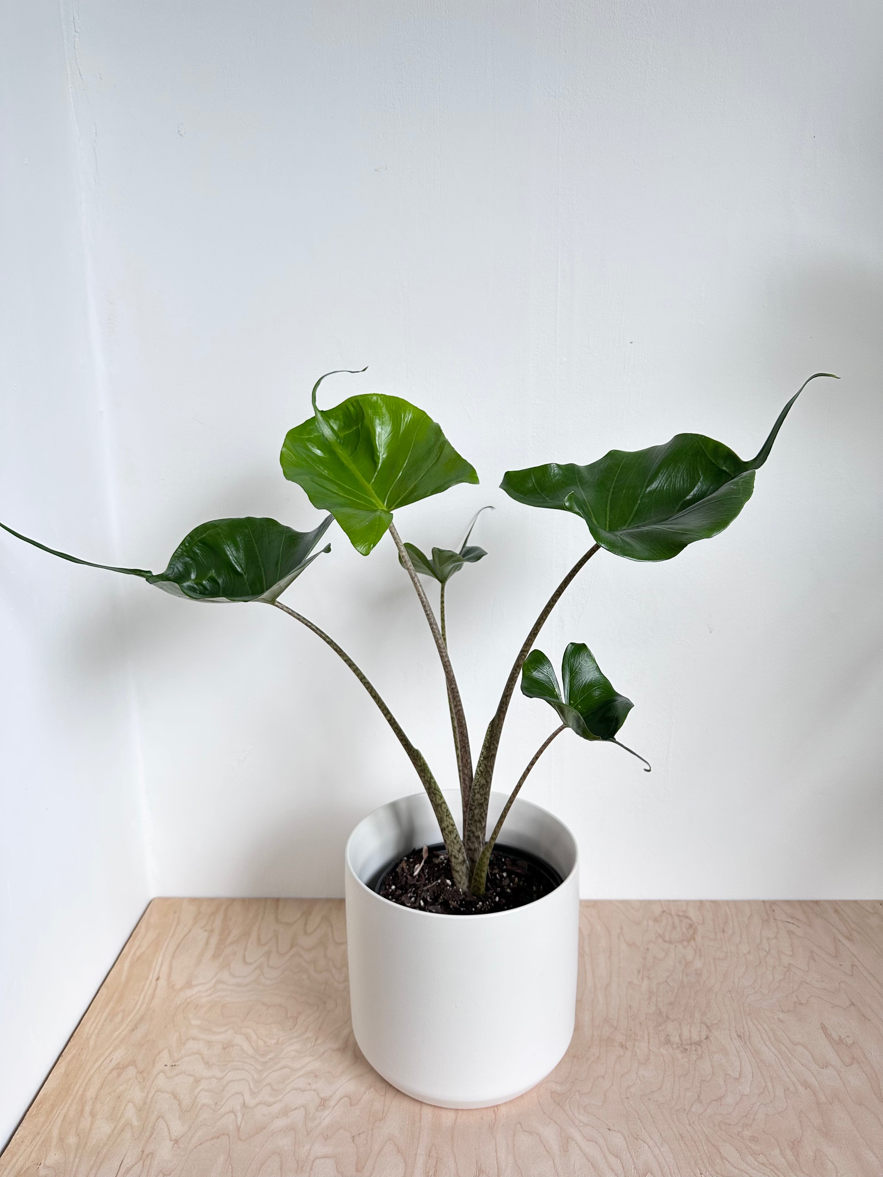 Alocasia 'Stingray'