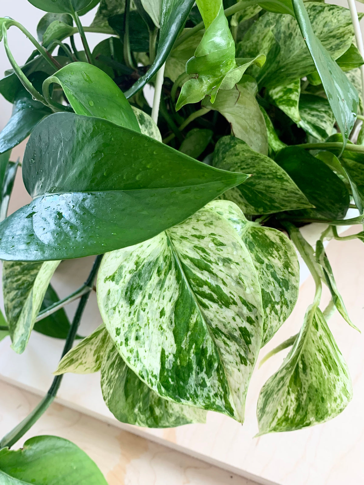 Pothos 'Marble Queen'