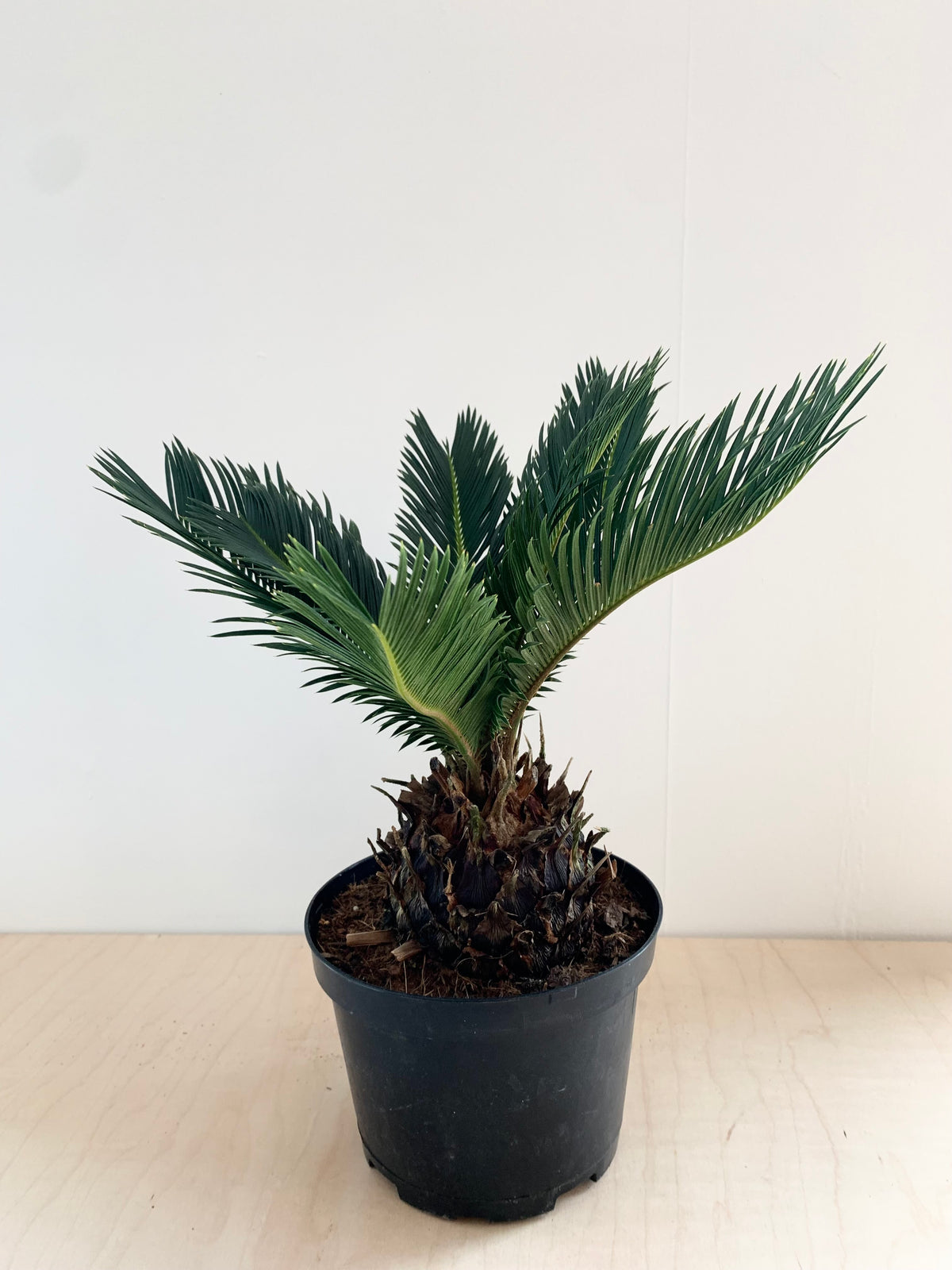 Sago Palm