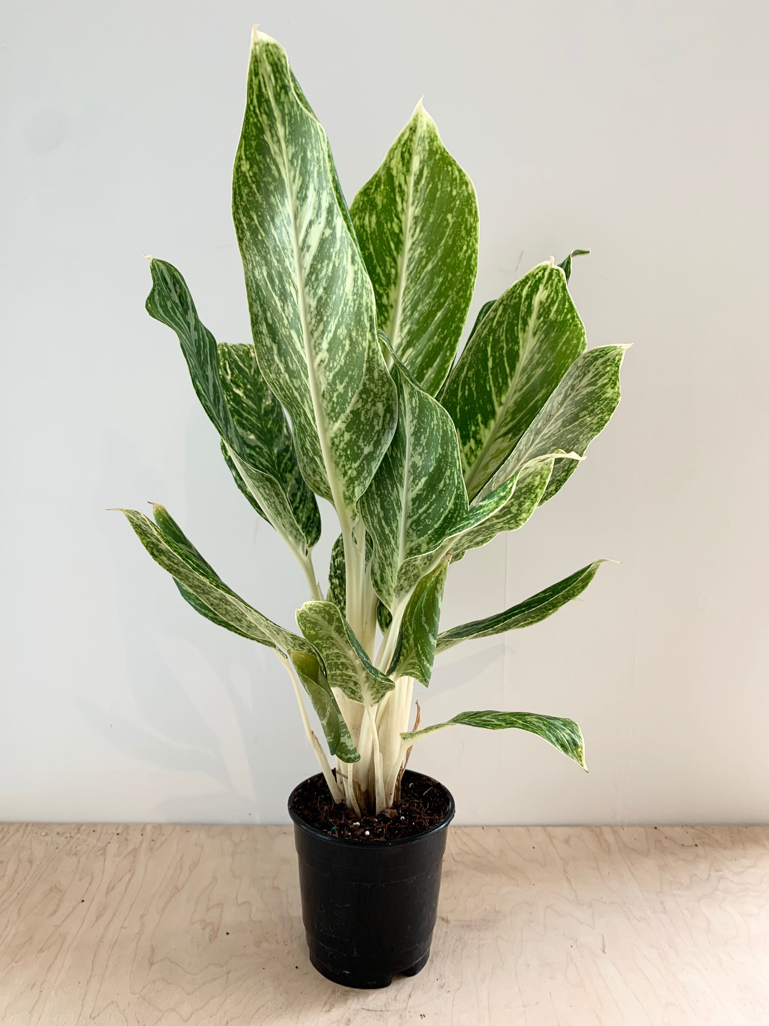 Aglaonema 'Golden Madonna'