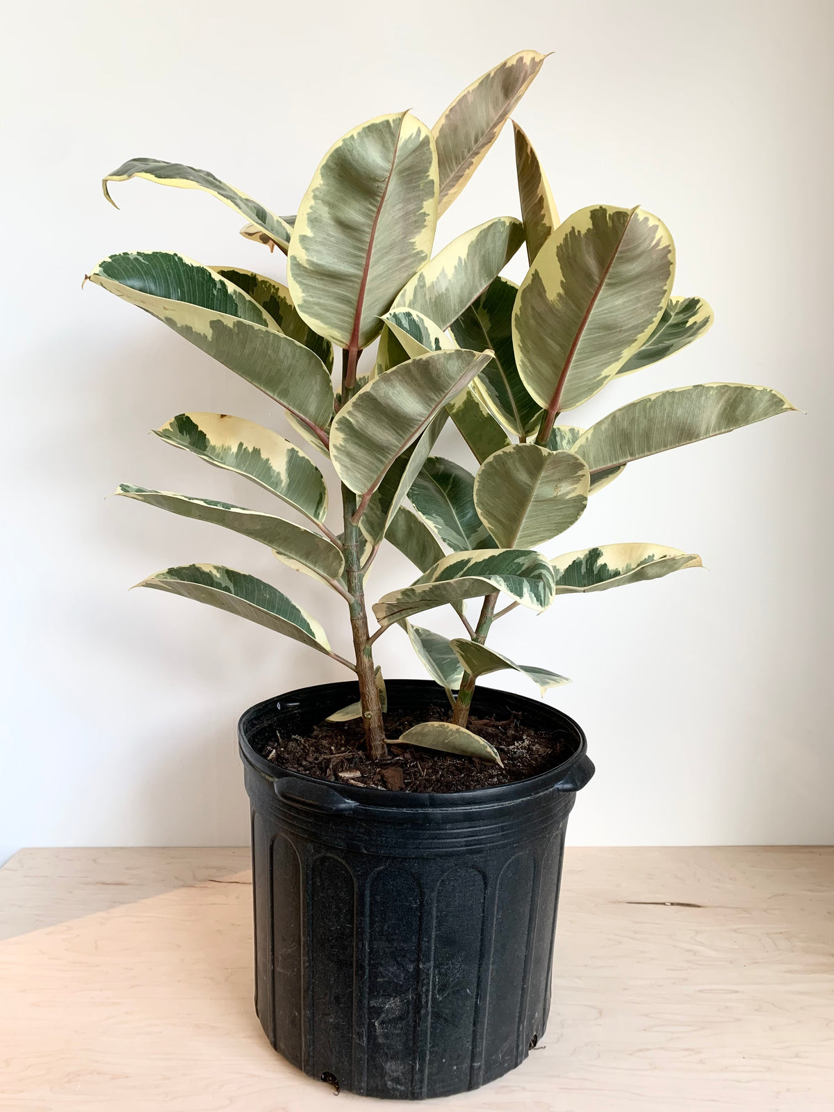 Ficus Elastica 'Tineke'