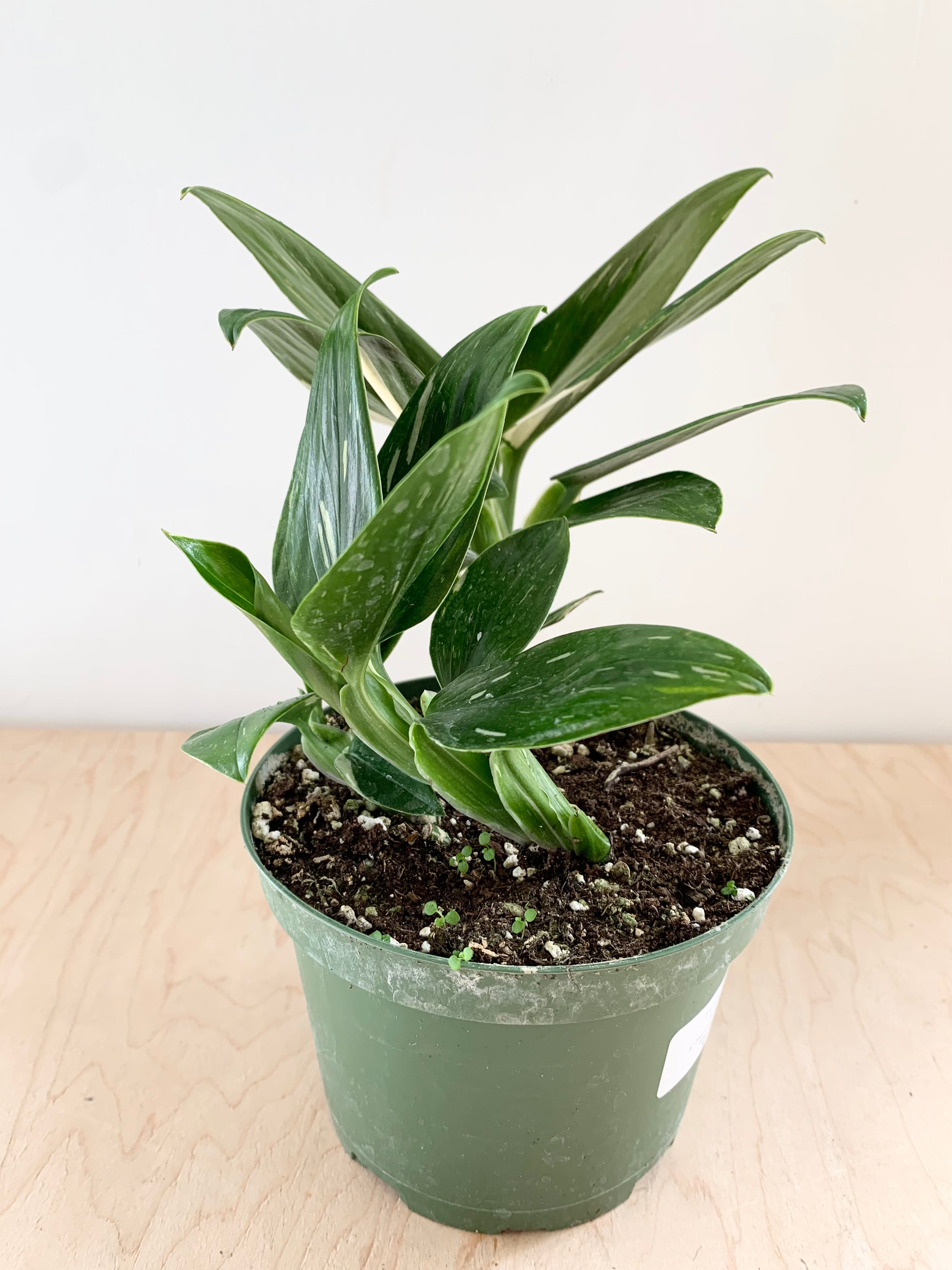 Monstera 'Standleyana Albo Variegata'