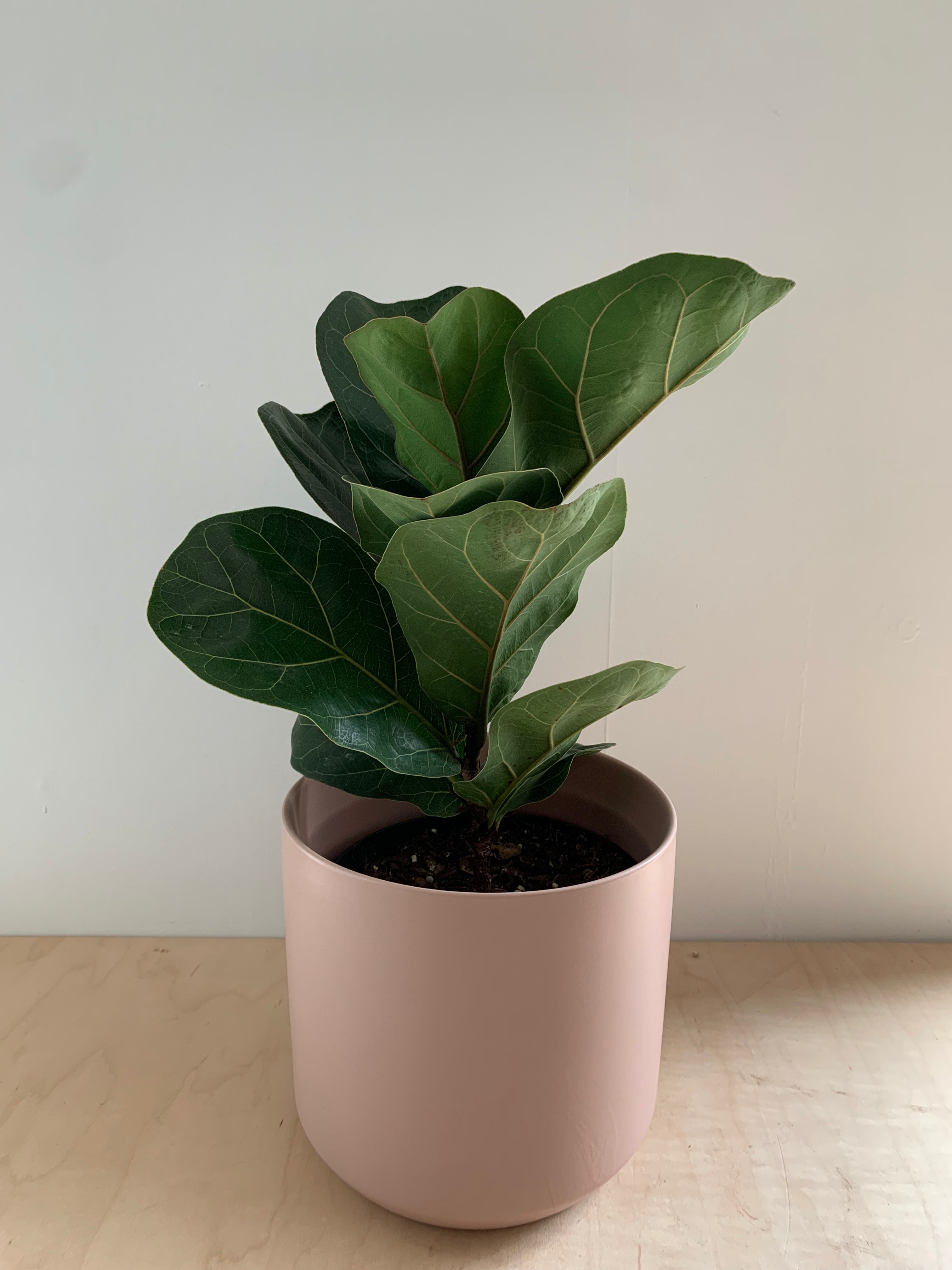 Ficus 'Lyrata Bush'