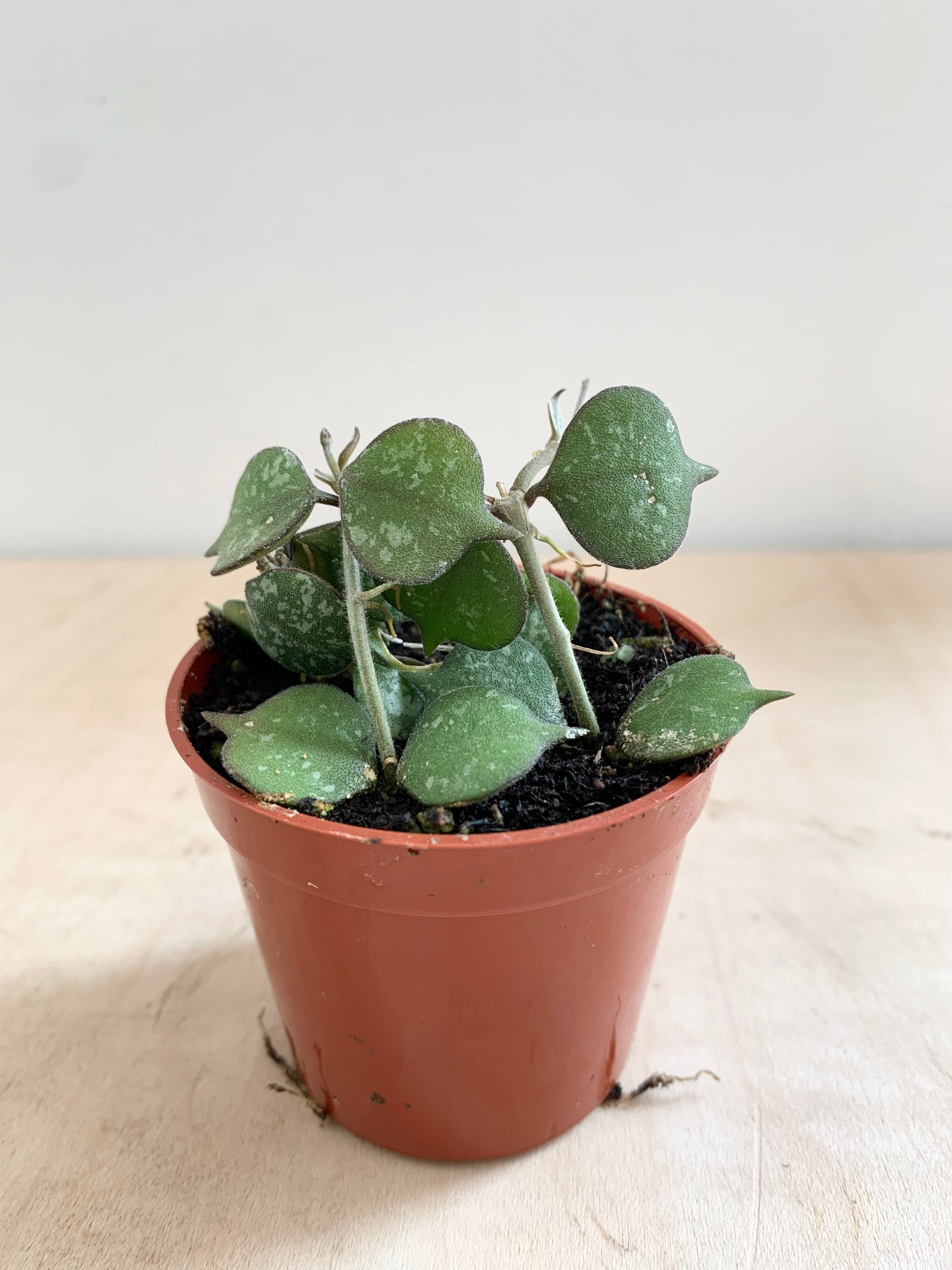 Hoya 'Curtisii'