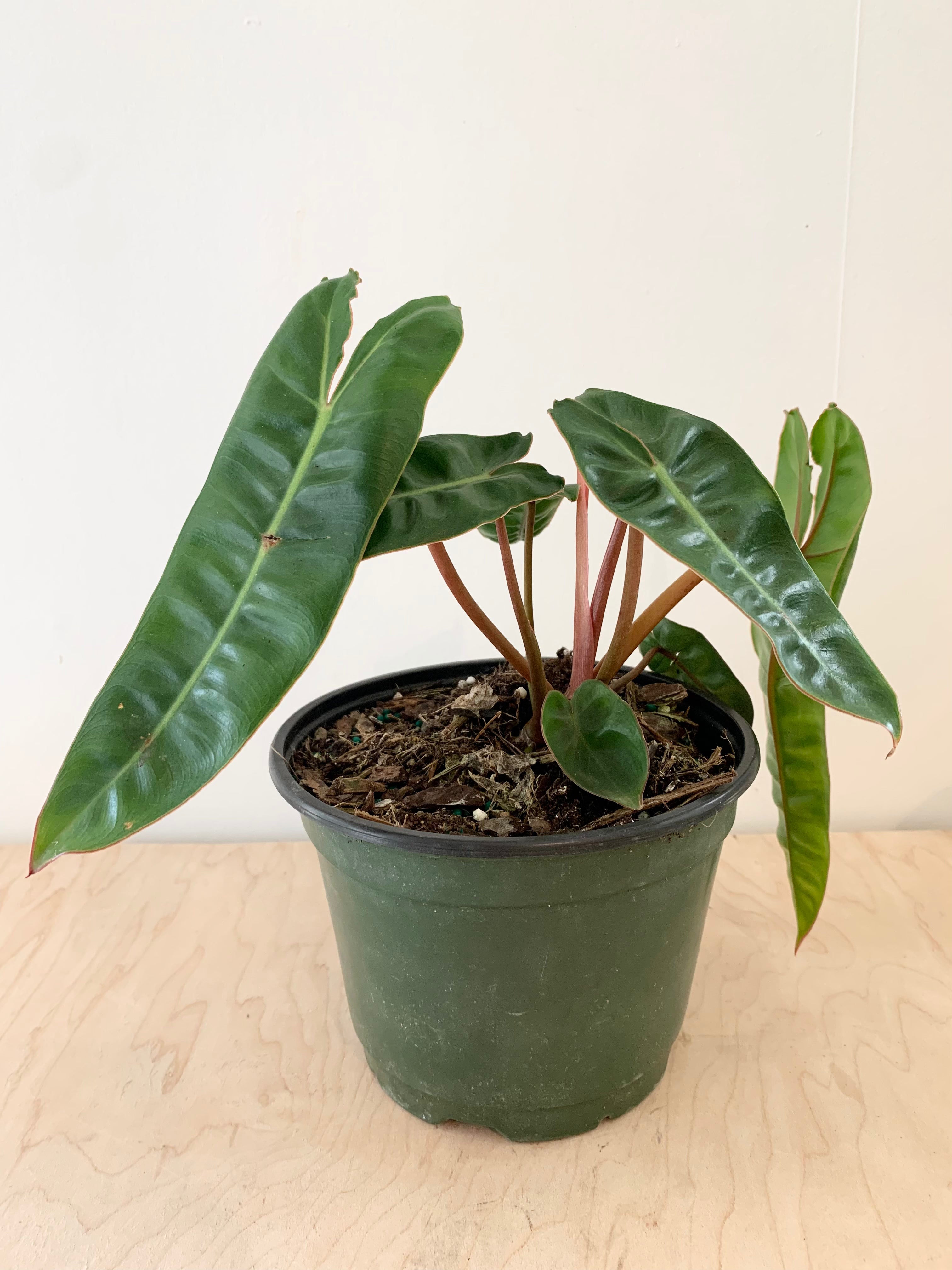 Philodendron 'Billietiae'