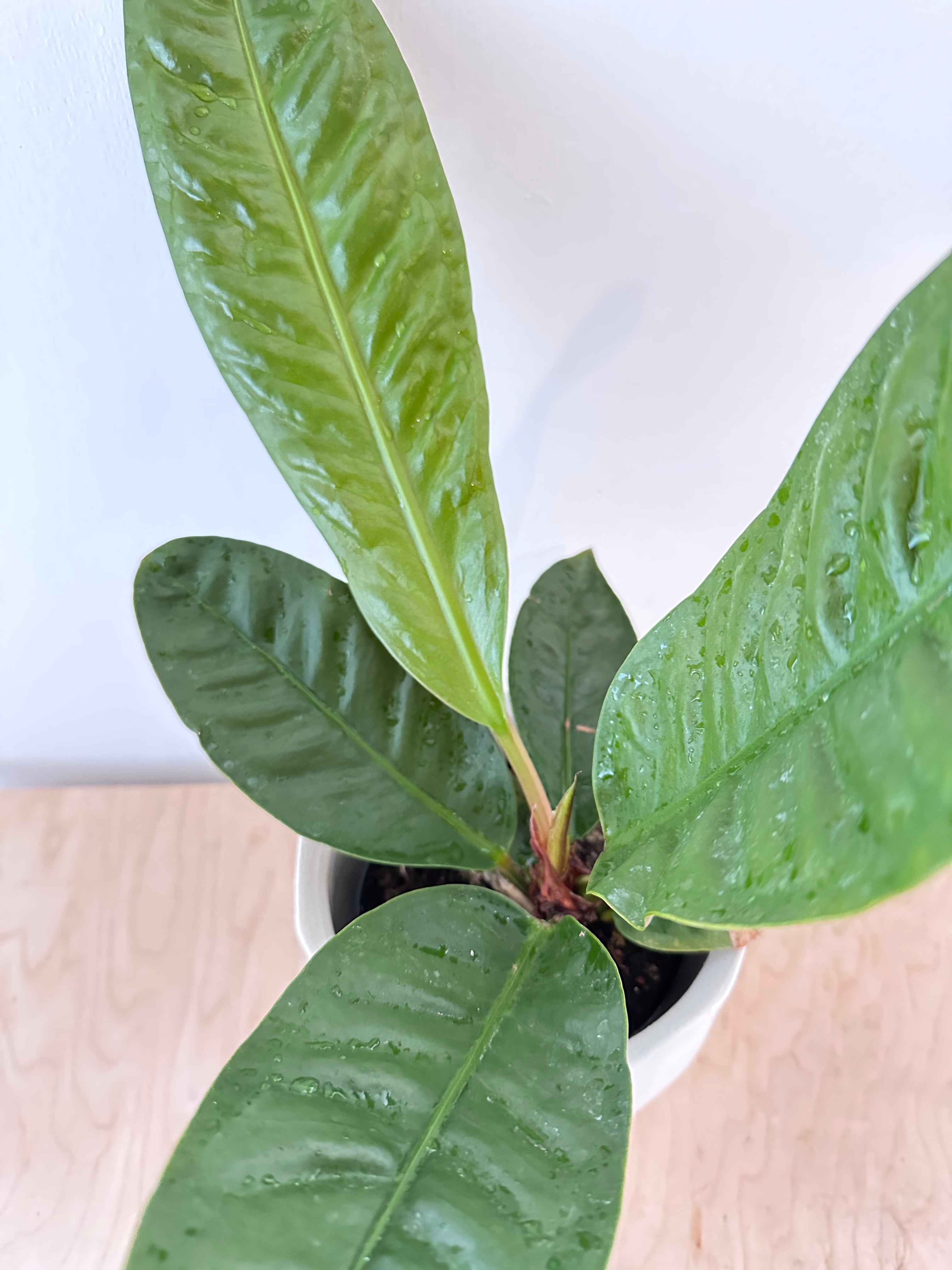 Anthurium 'Superbum'