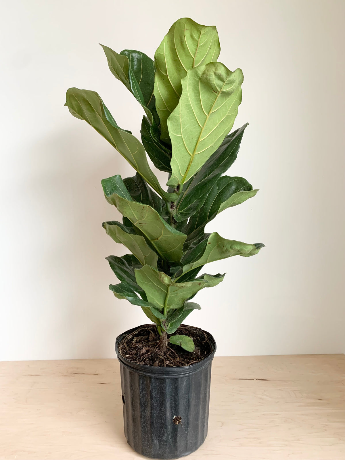 Ficus 'Lyrata Bush'