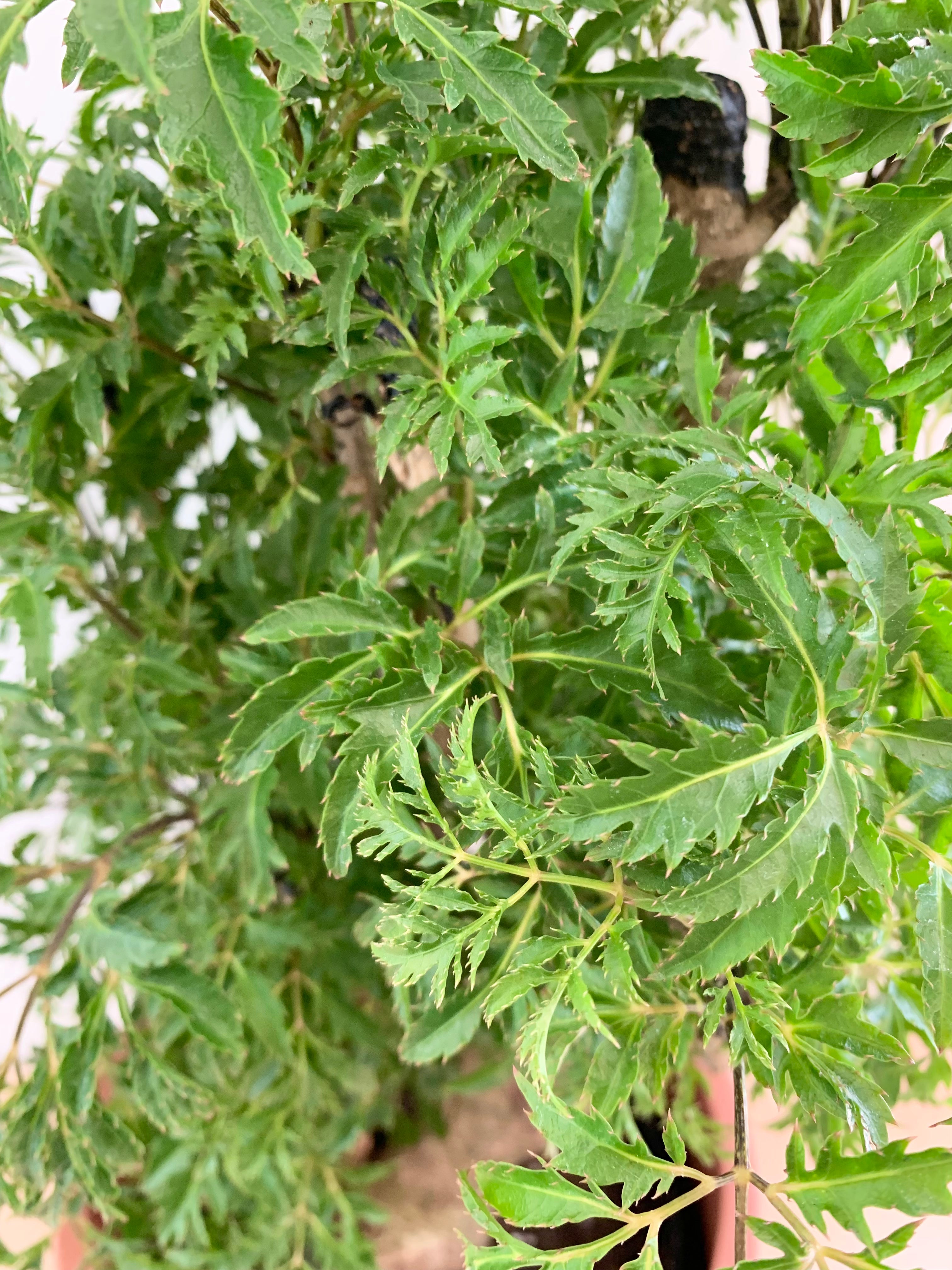 Souche d'Aralia Ming