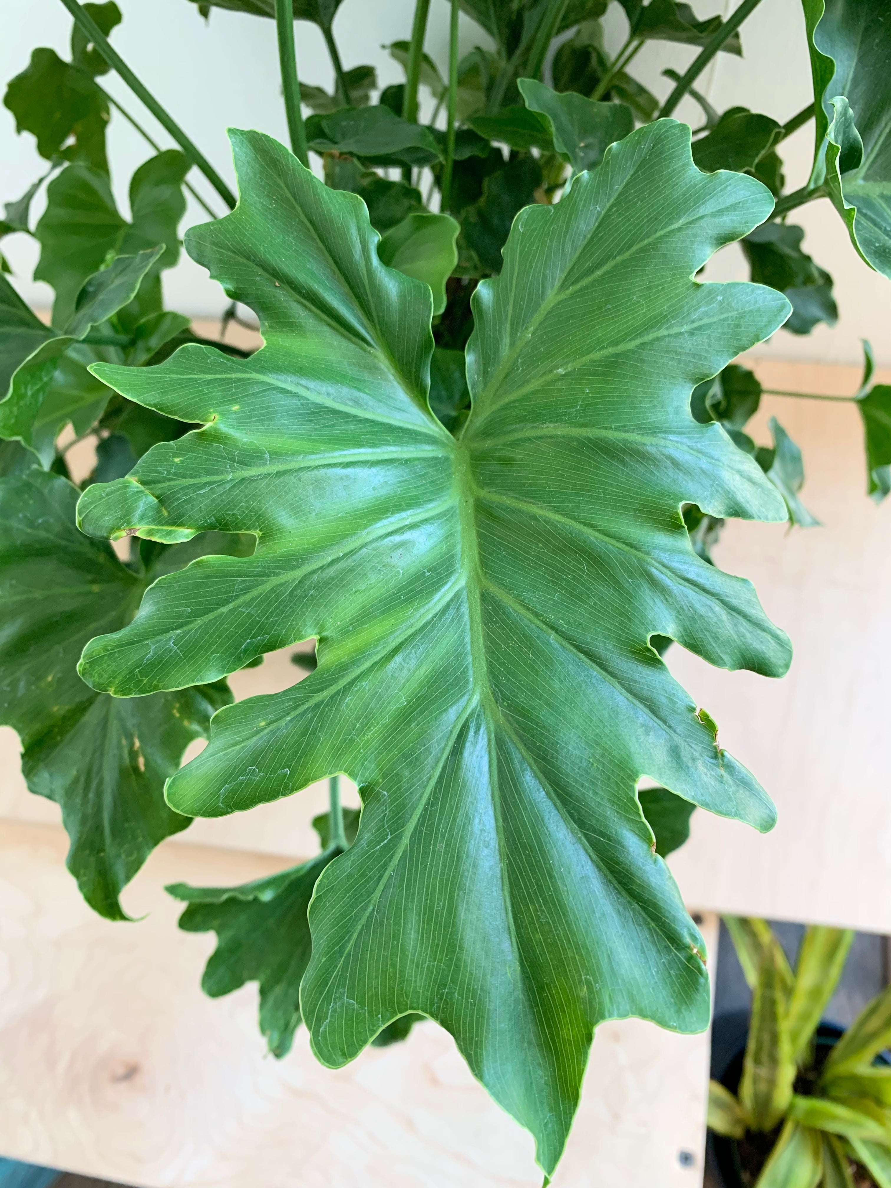 Philodendron Selloum 'Hope'