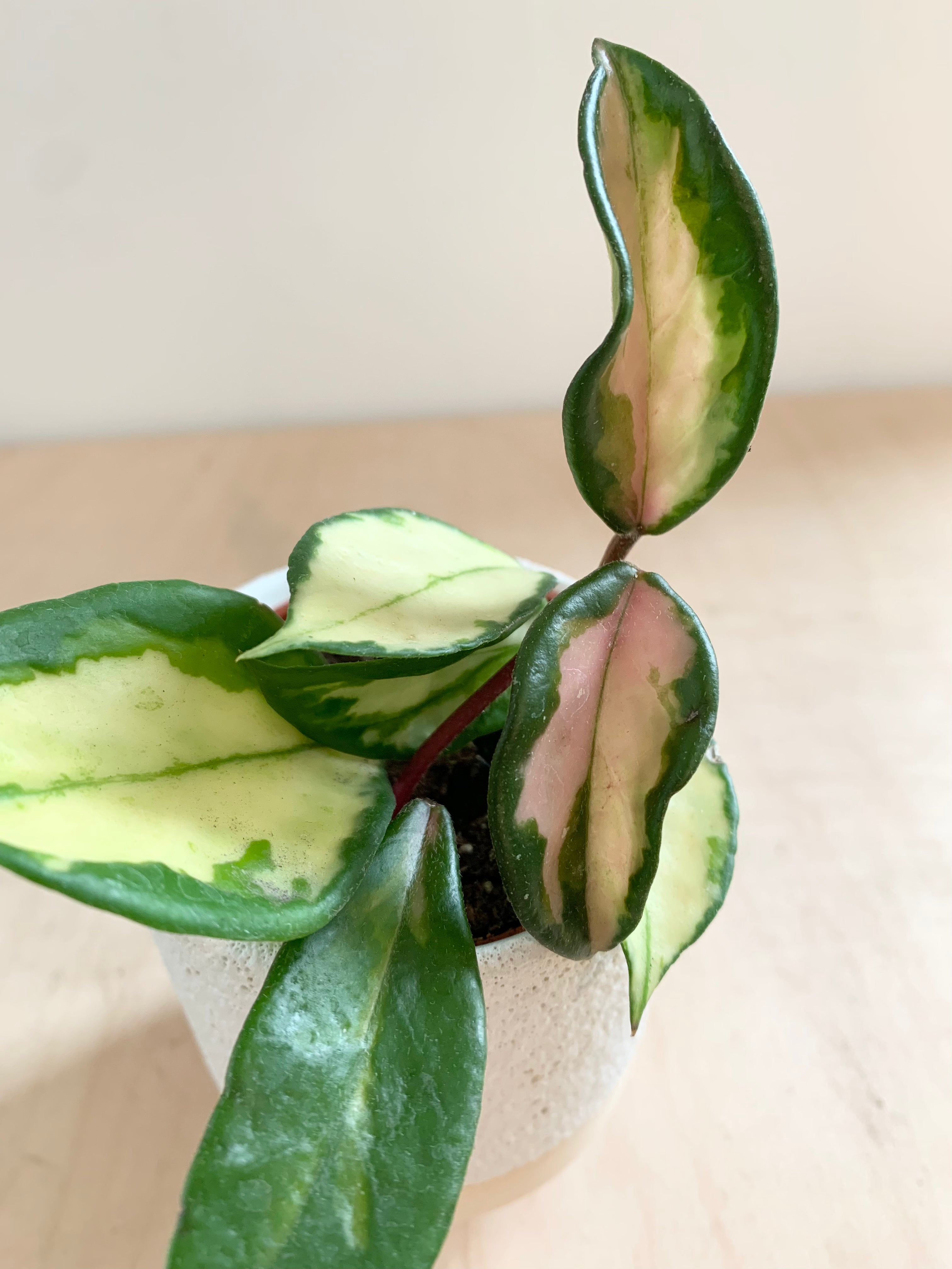 Hoya 'Carnosa Tricolor'