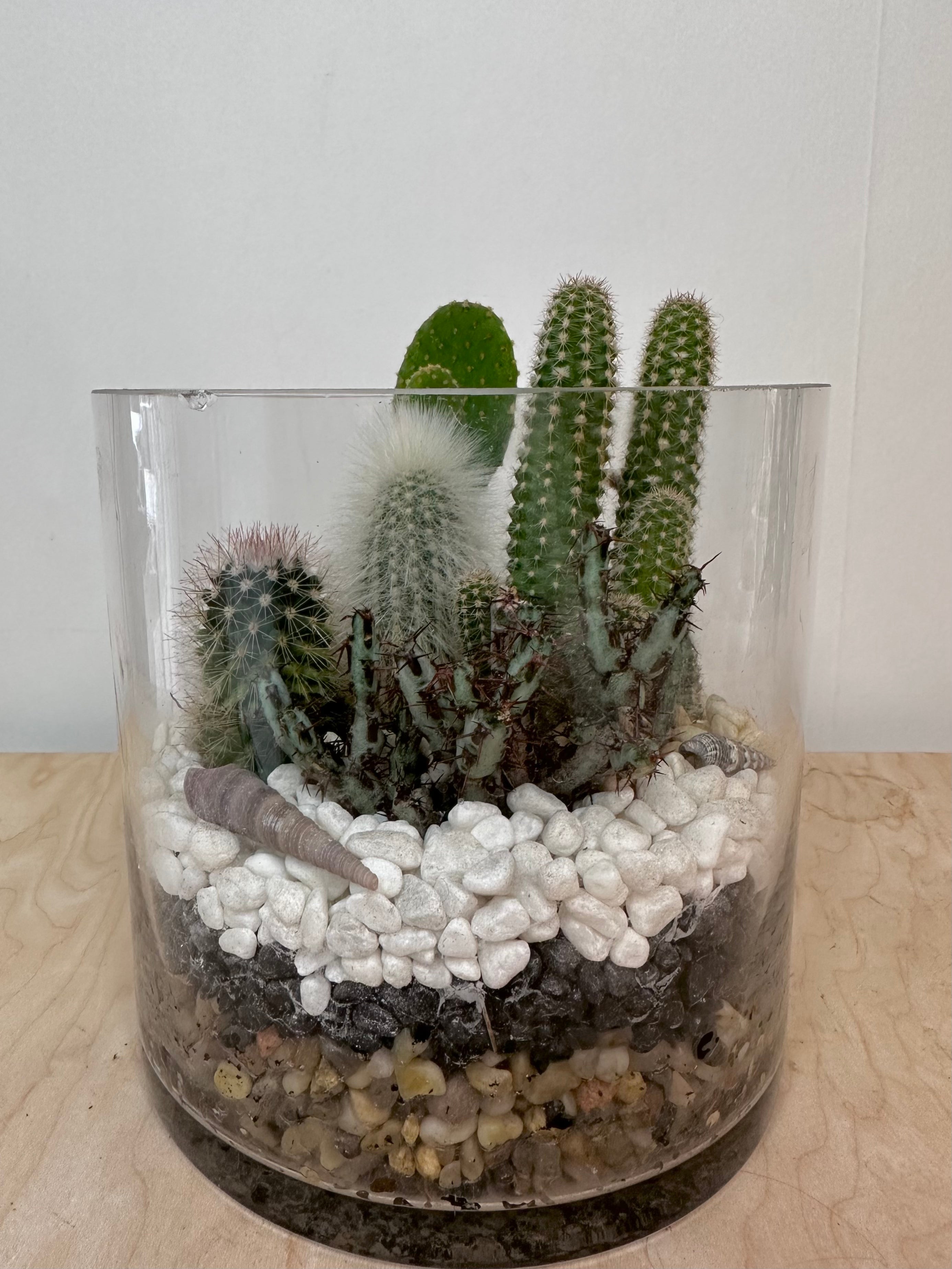 Cactus Arrangement in Cylinder Vase