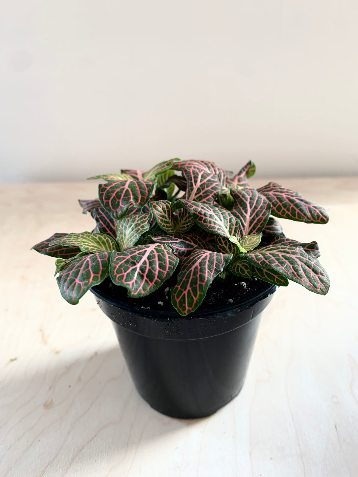 Fittonia, Assorted