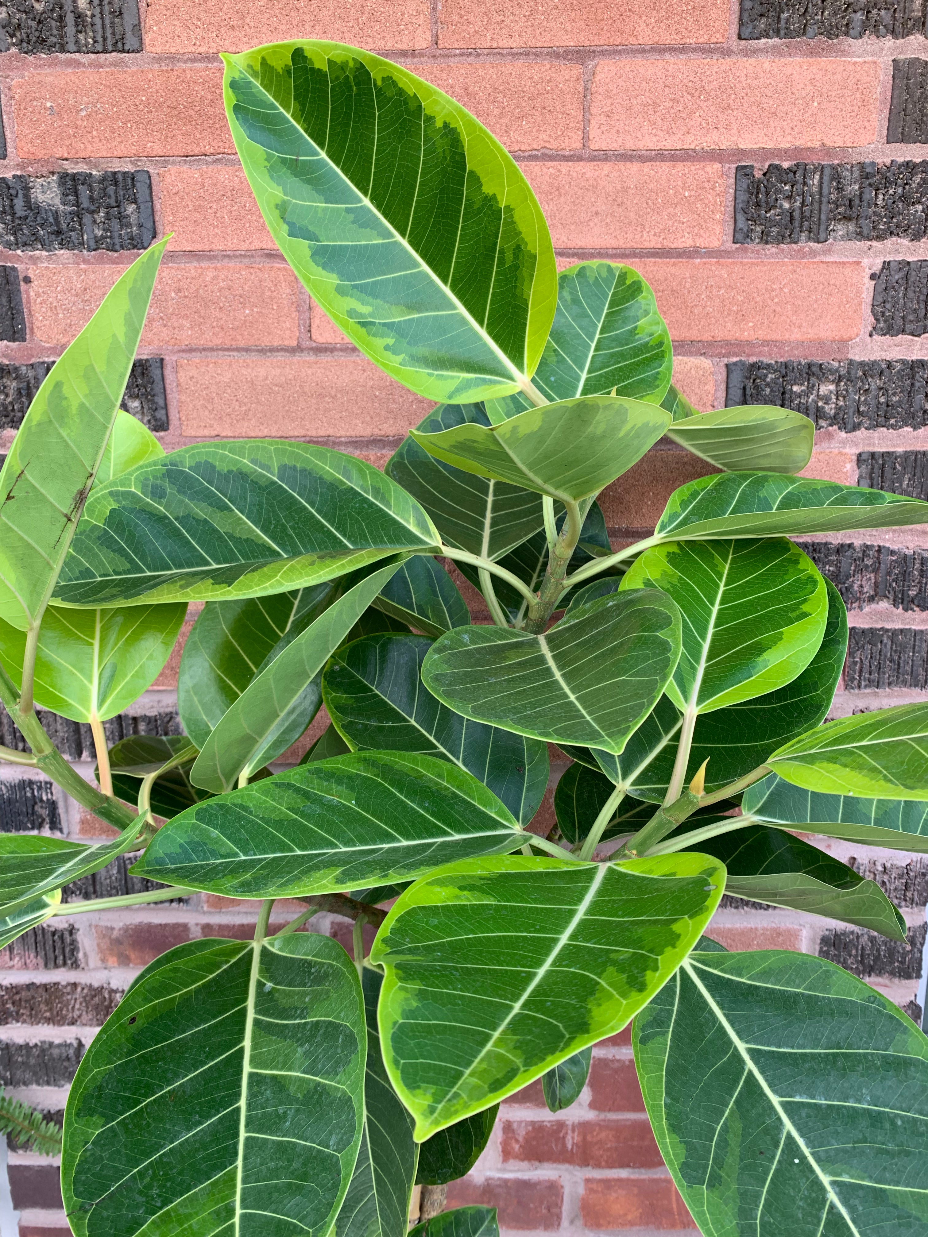Ficus 'Altissima' – Foliage Ficus 'Altissima' – Foliage
