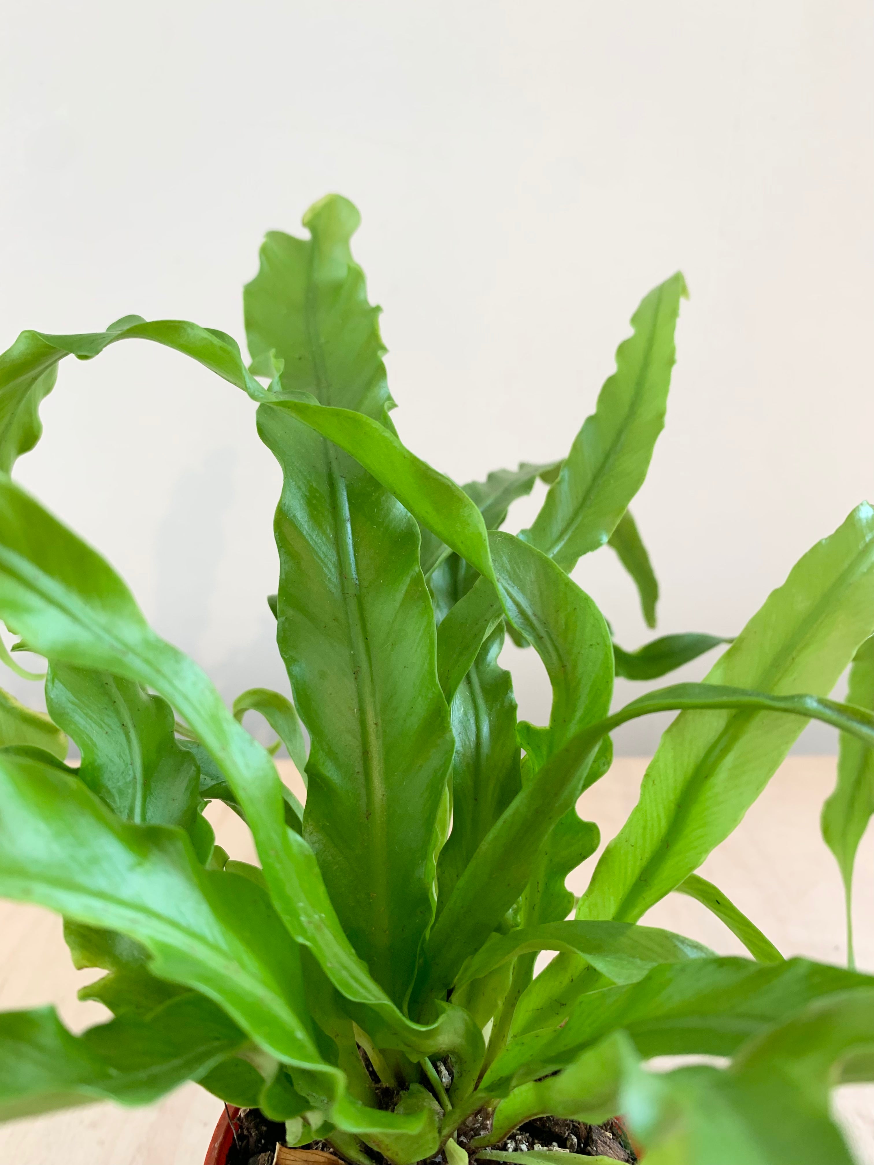 Assorted Curly Wave and Ruffle Fern