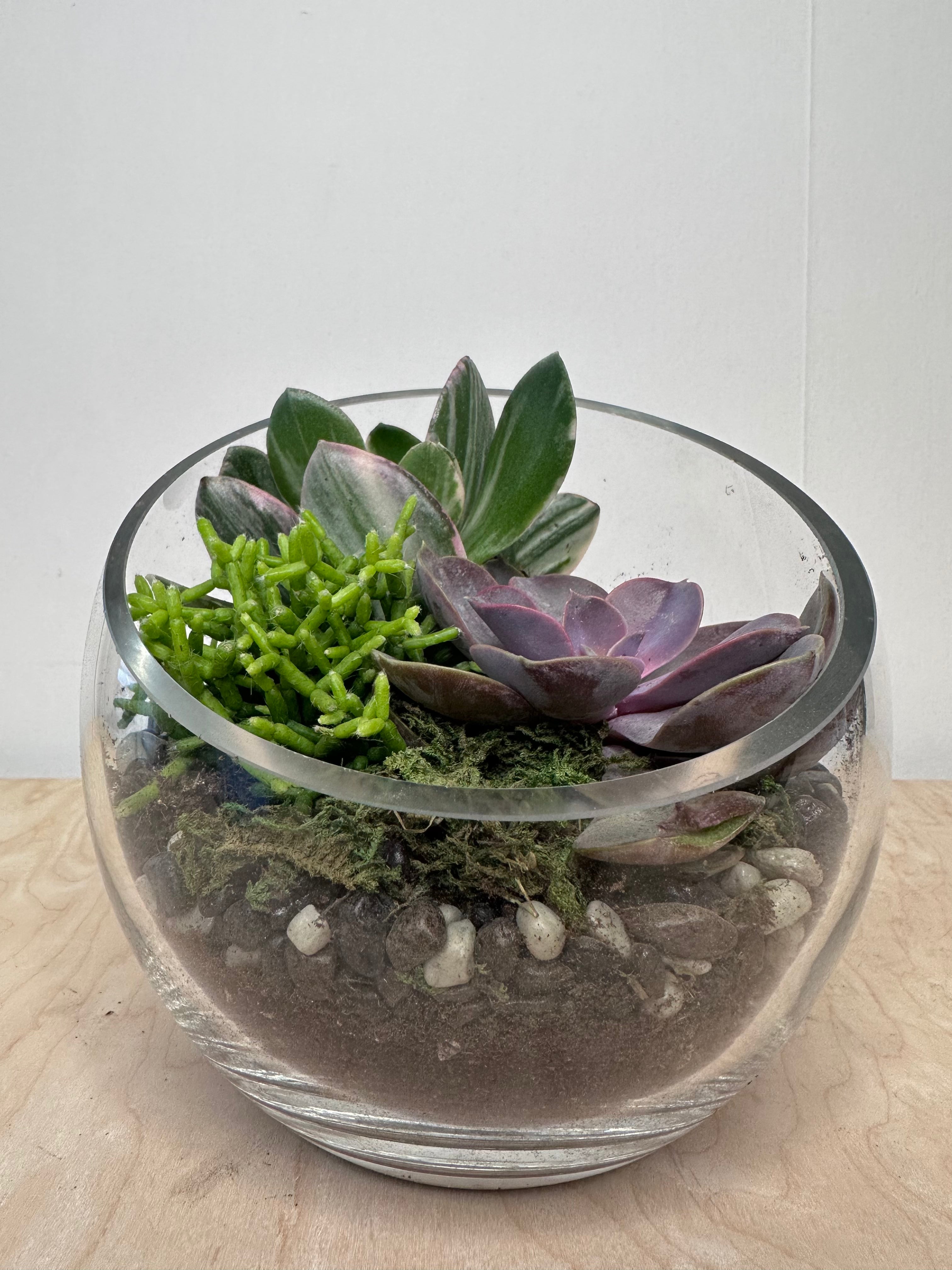 Arrangement de plantes succulentes dans un vase incliné