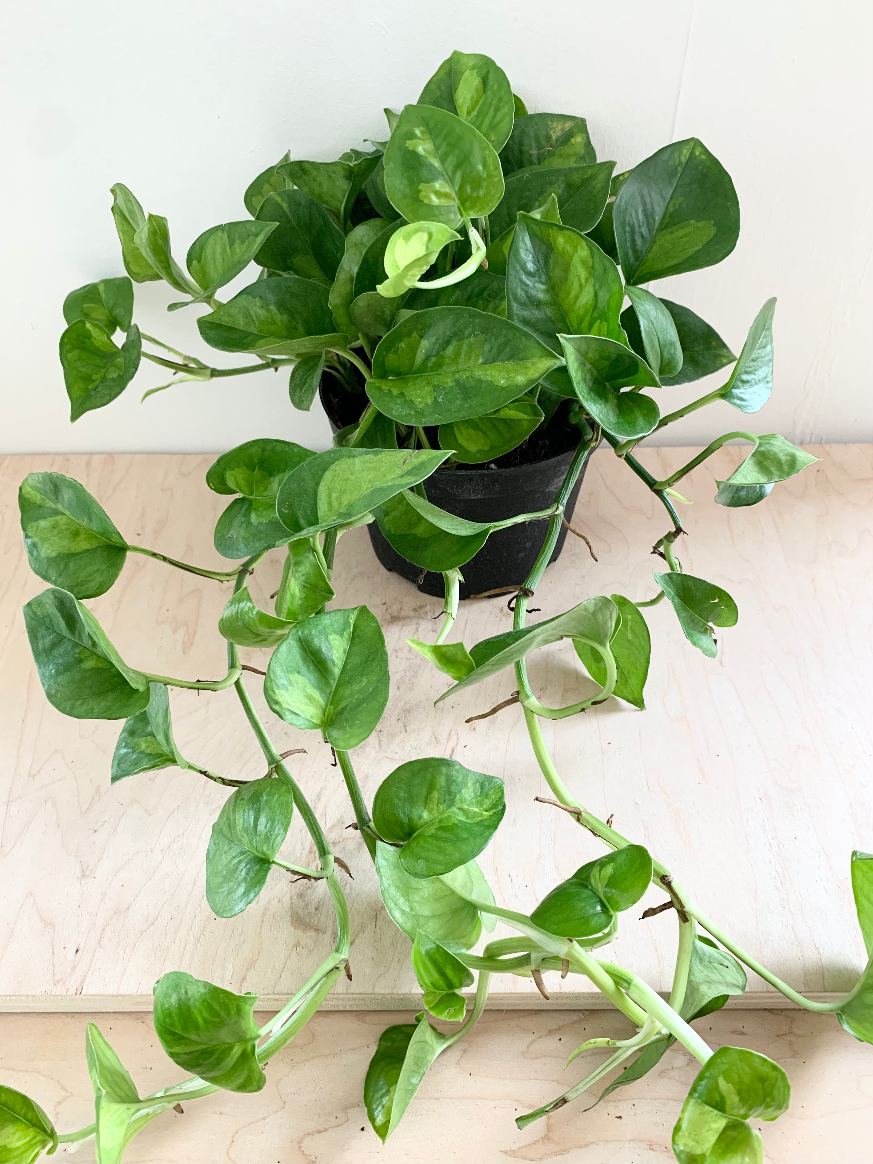 Pothos 'verde global'