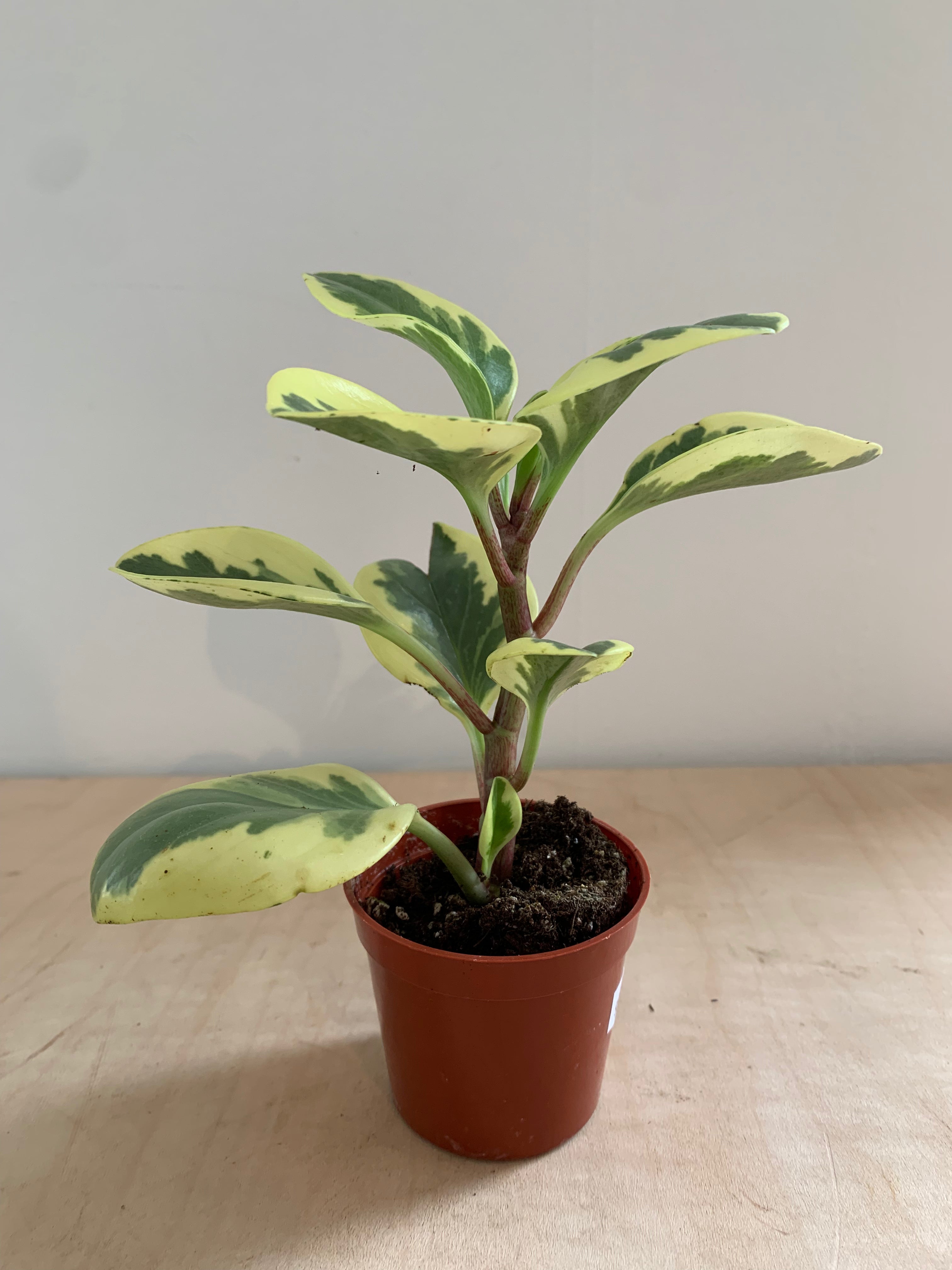 Peperomia 'Obtusifolia abigarrada'