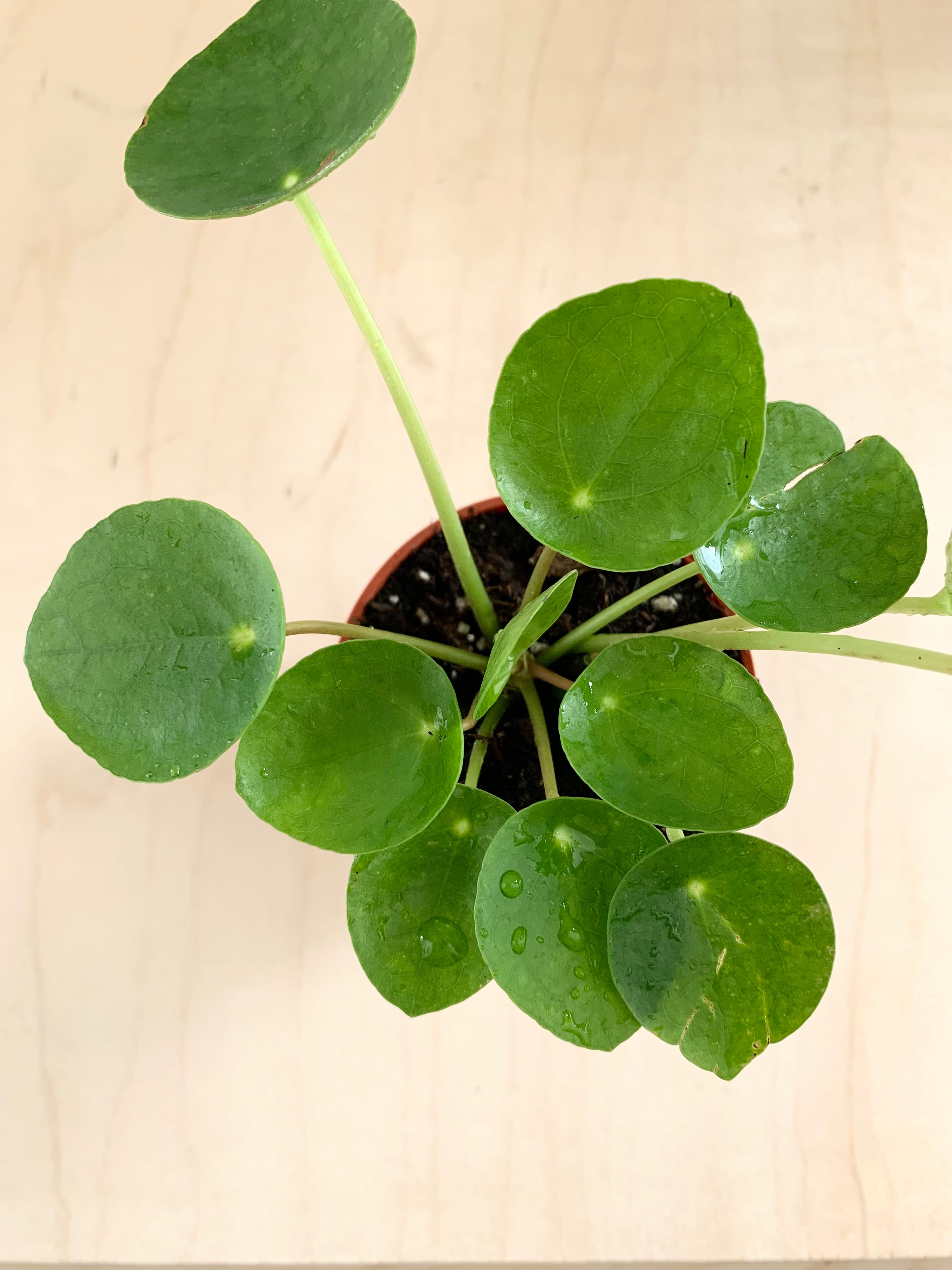Pilea peperomioides