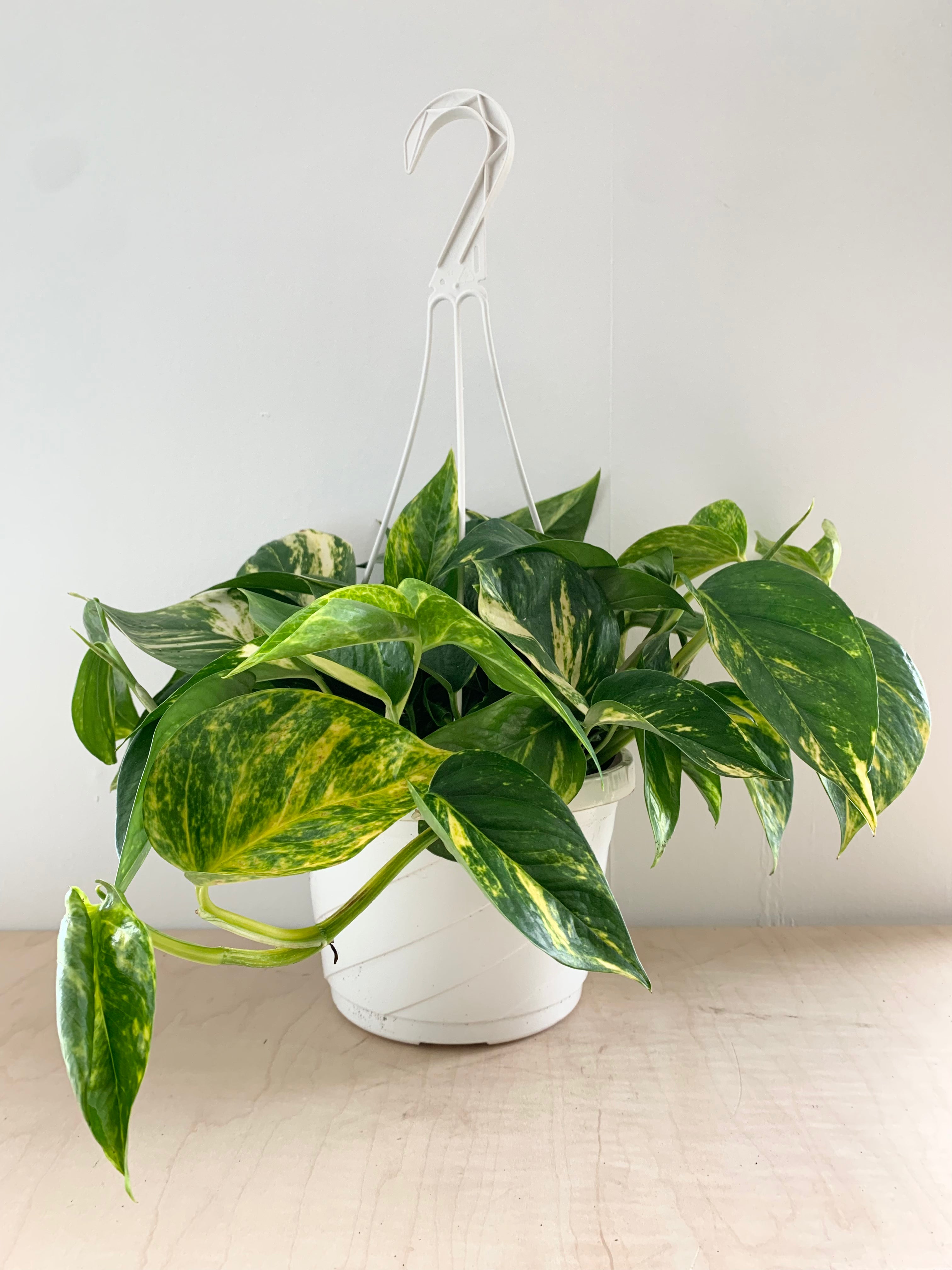 Pothos 'Golden'