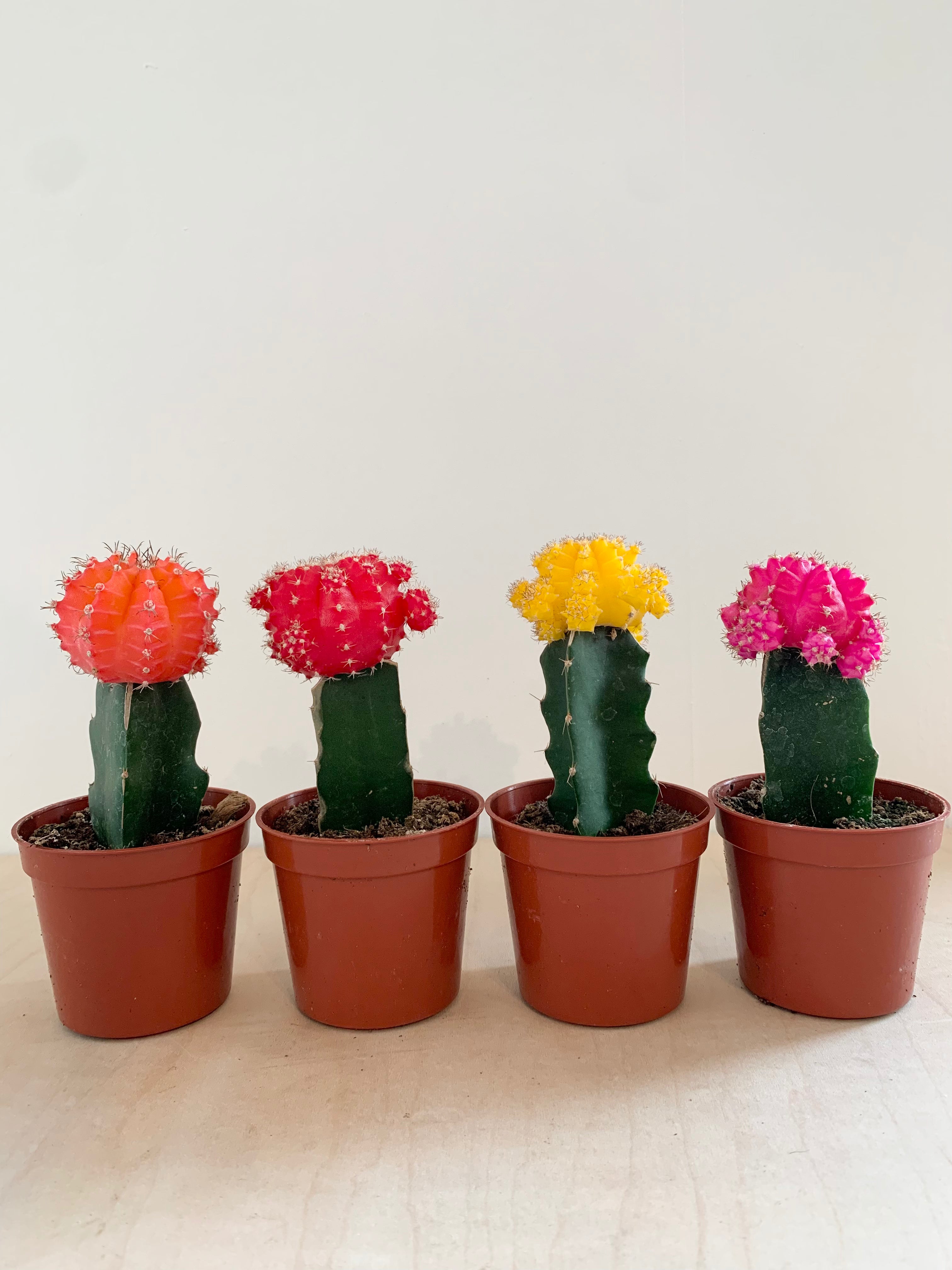 Moon Cactus