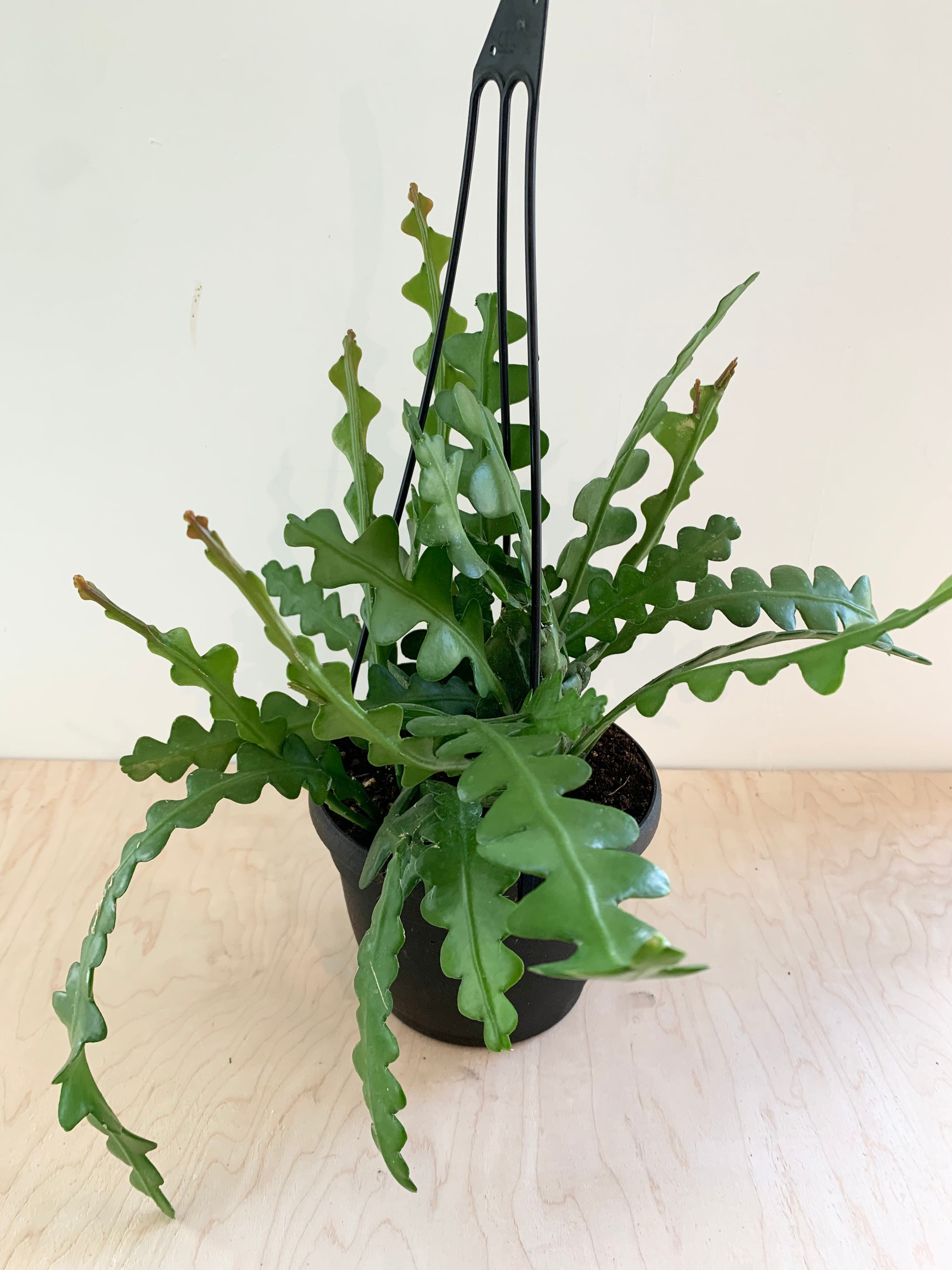 Fishbone Cactus