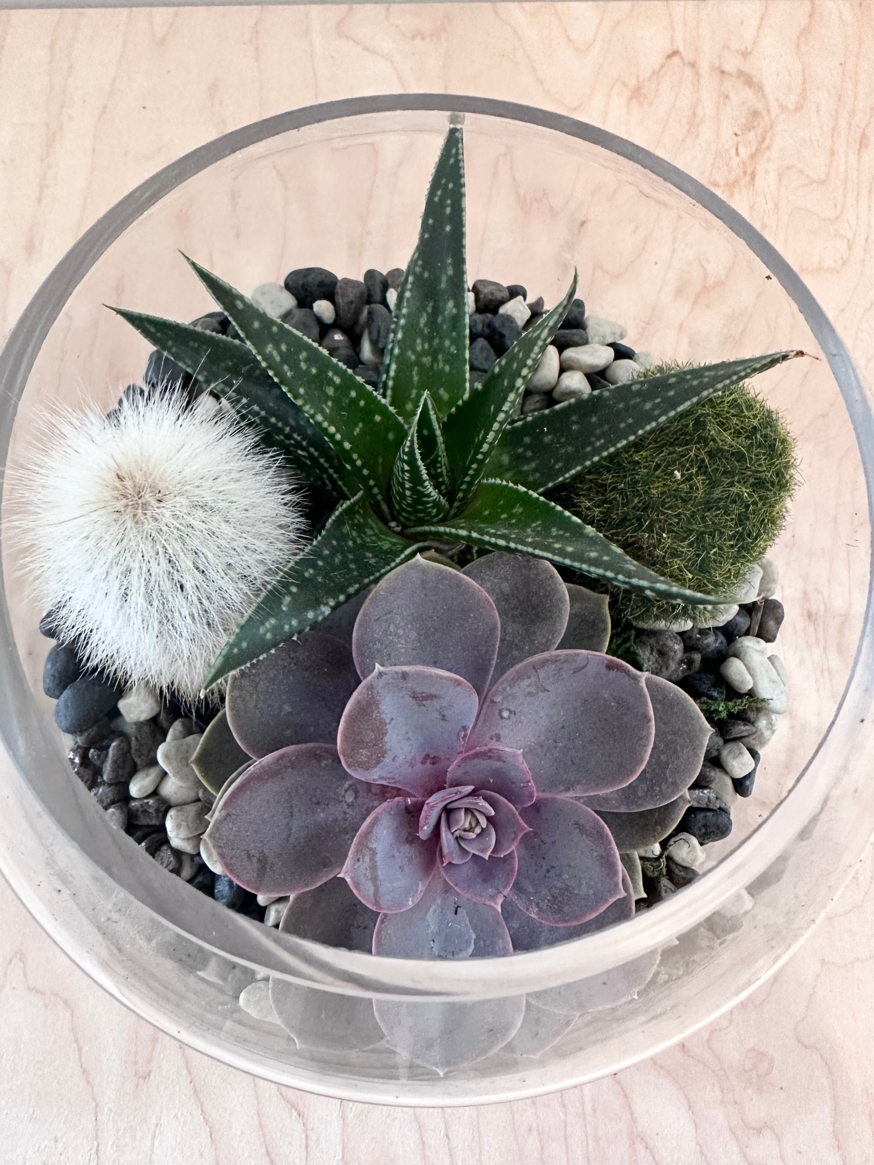 Cactus & Succulent Arrangement in Freya Vase