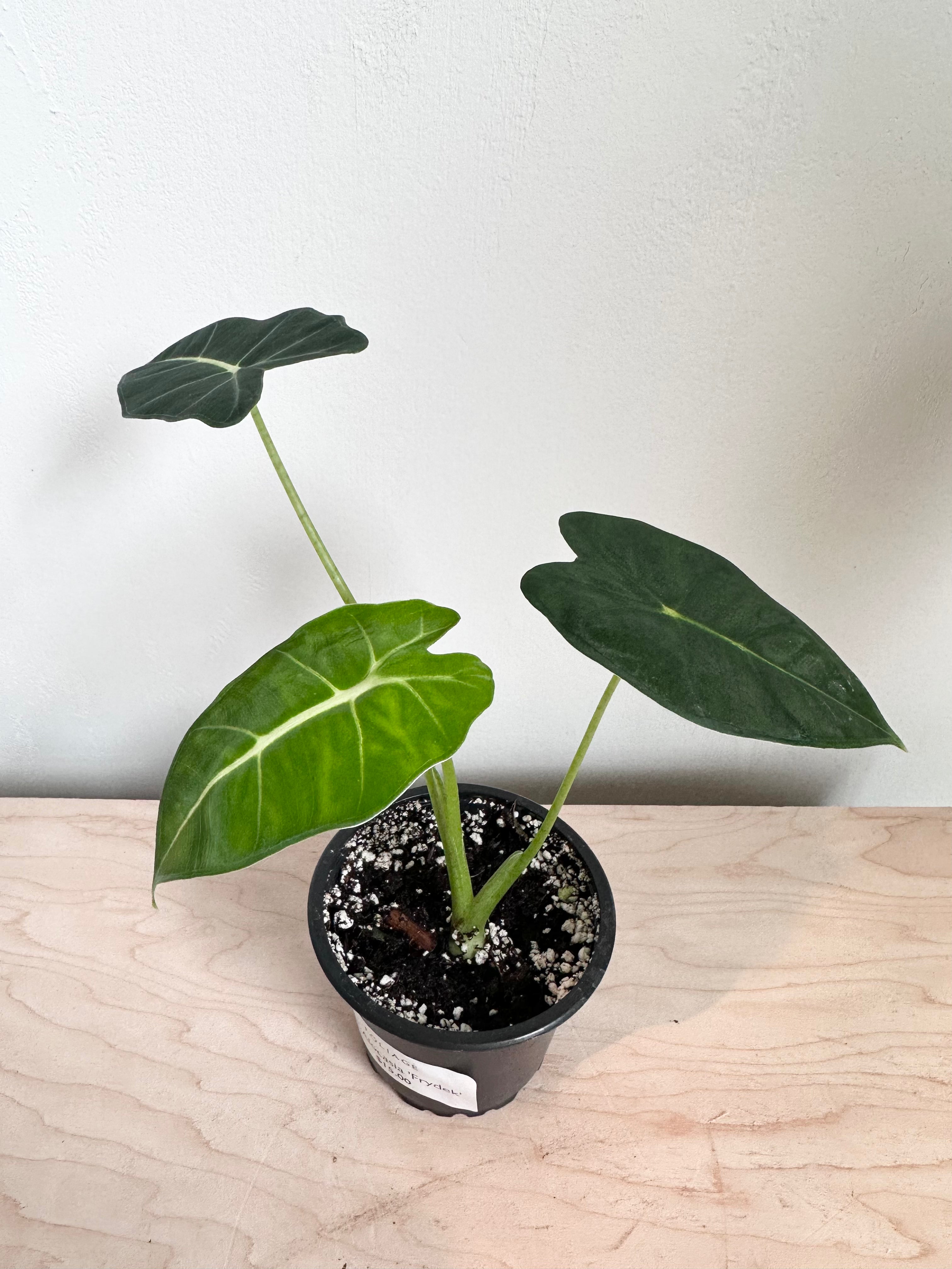 Alocasia 'Frydek'