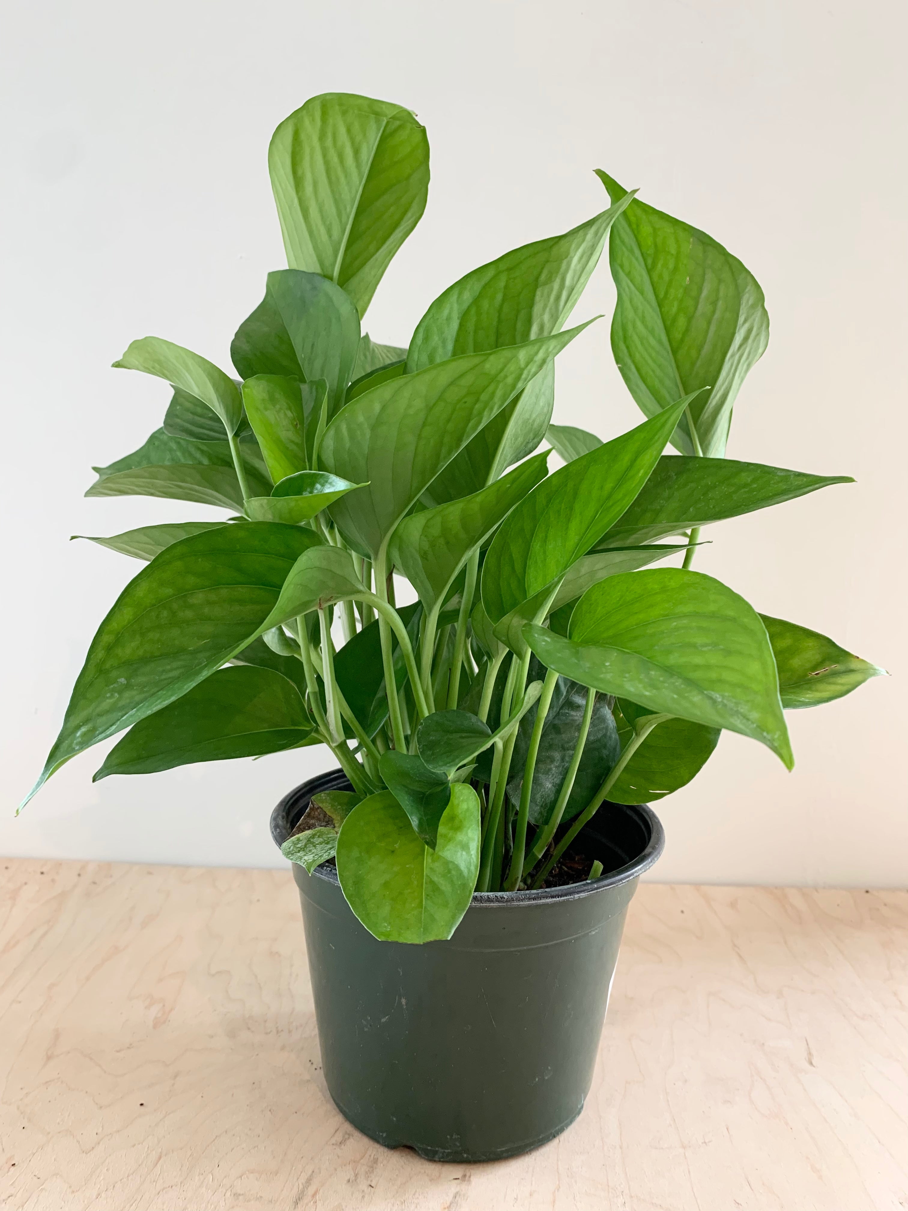 Pothos 'Jade'