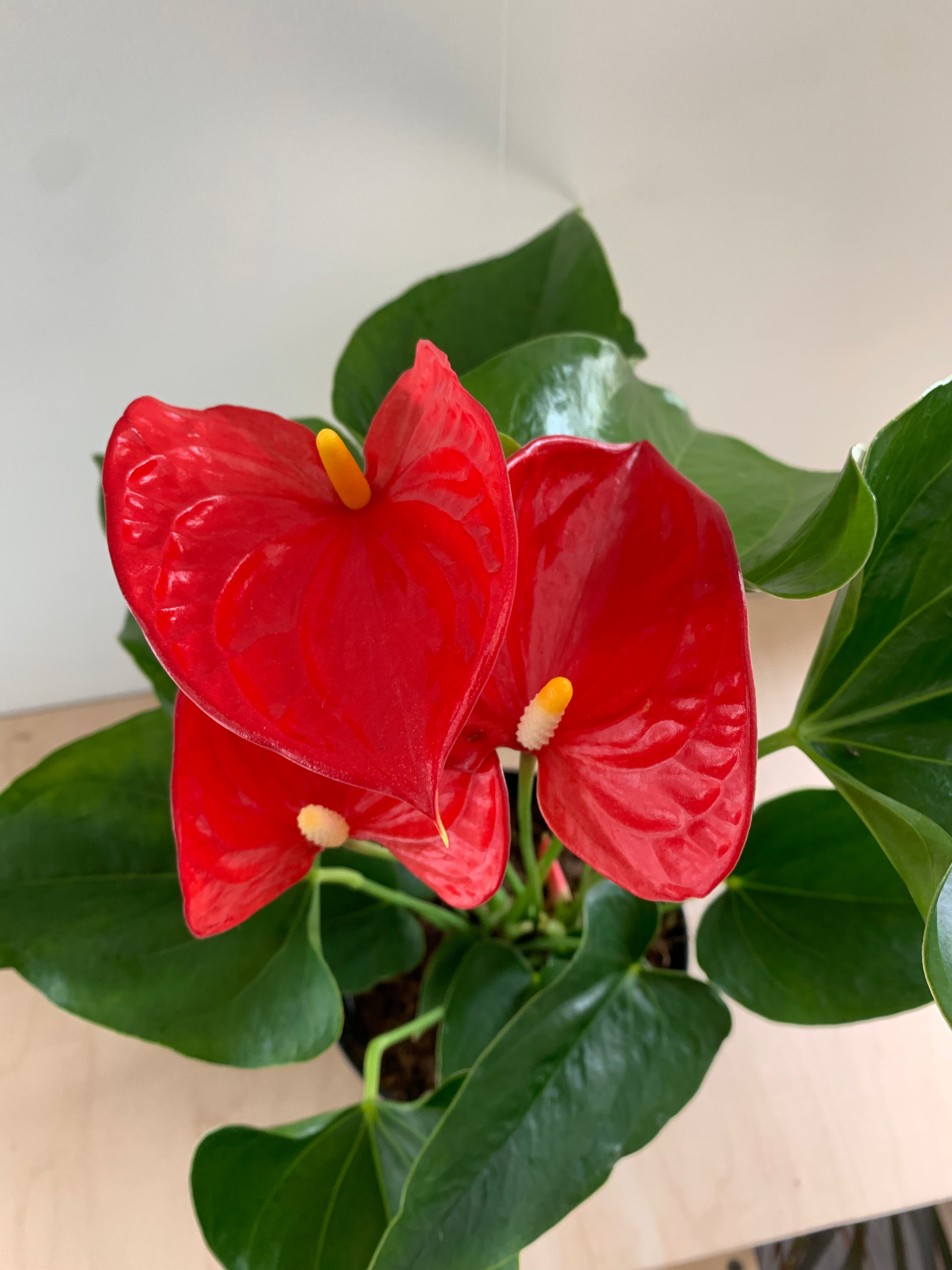 Anthurium en fleurs