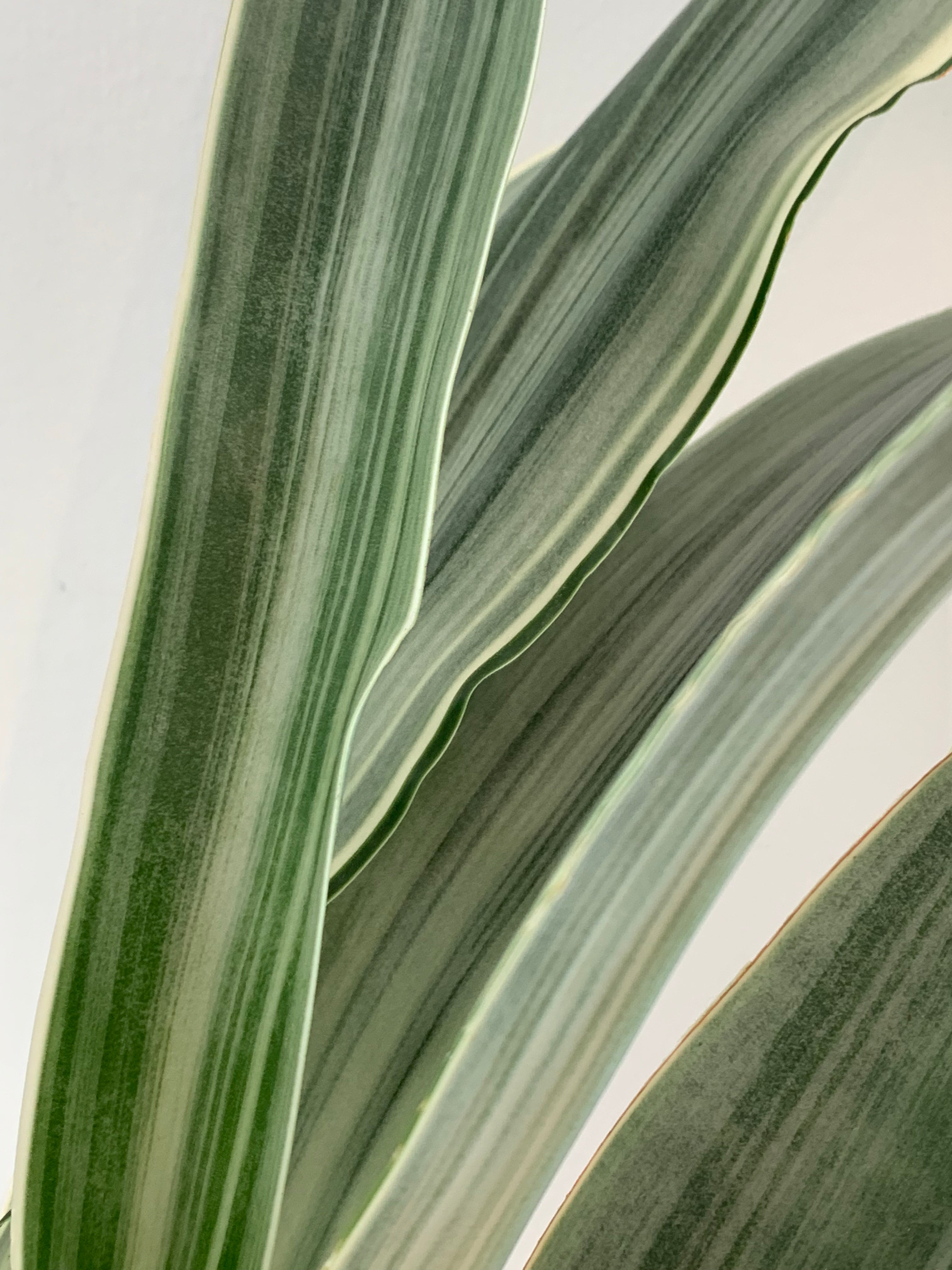 Sansevieria 'Sayuri'