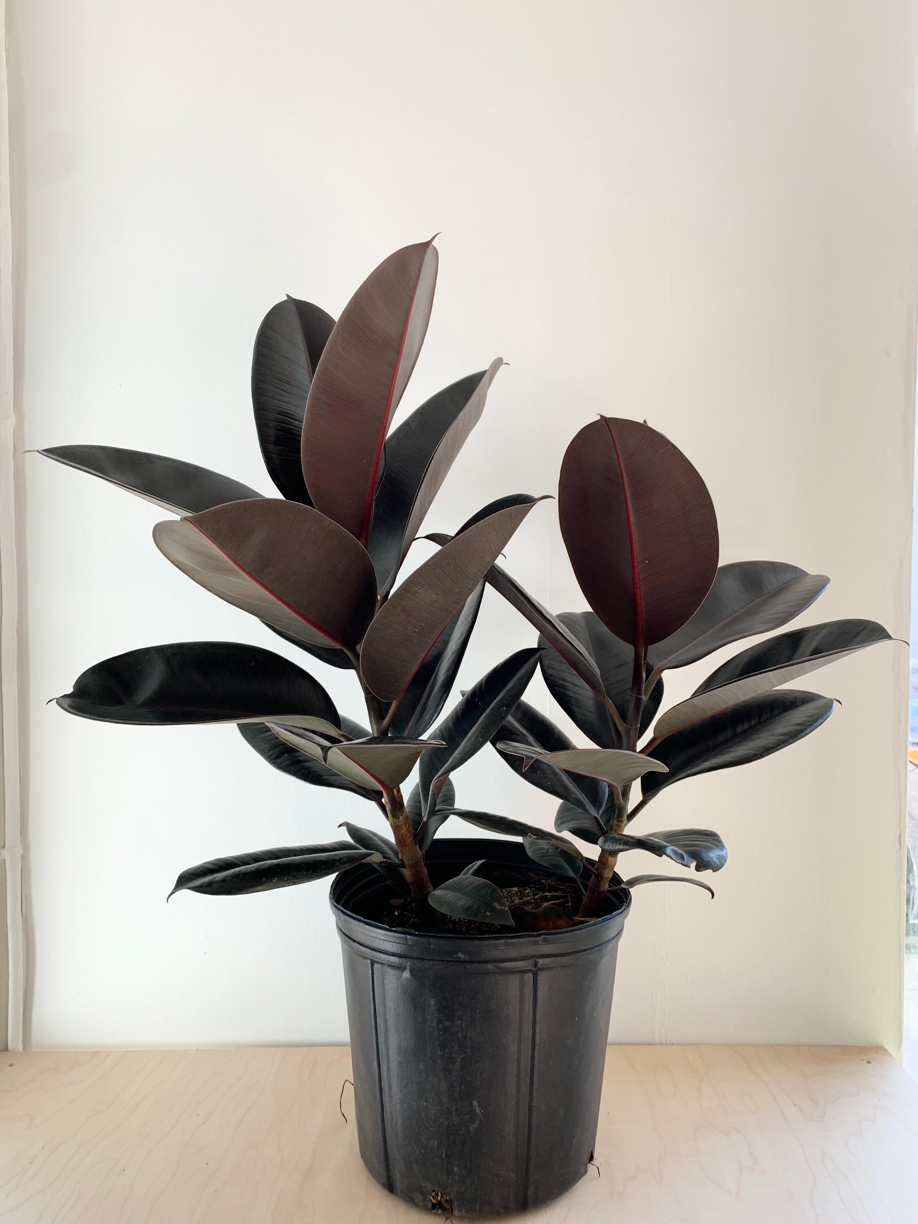 Burgundy Rubber Tree, Ficus Elastica, Vancouver Plant Delivery
