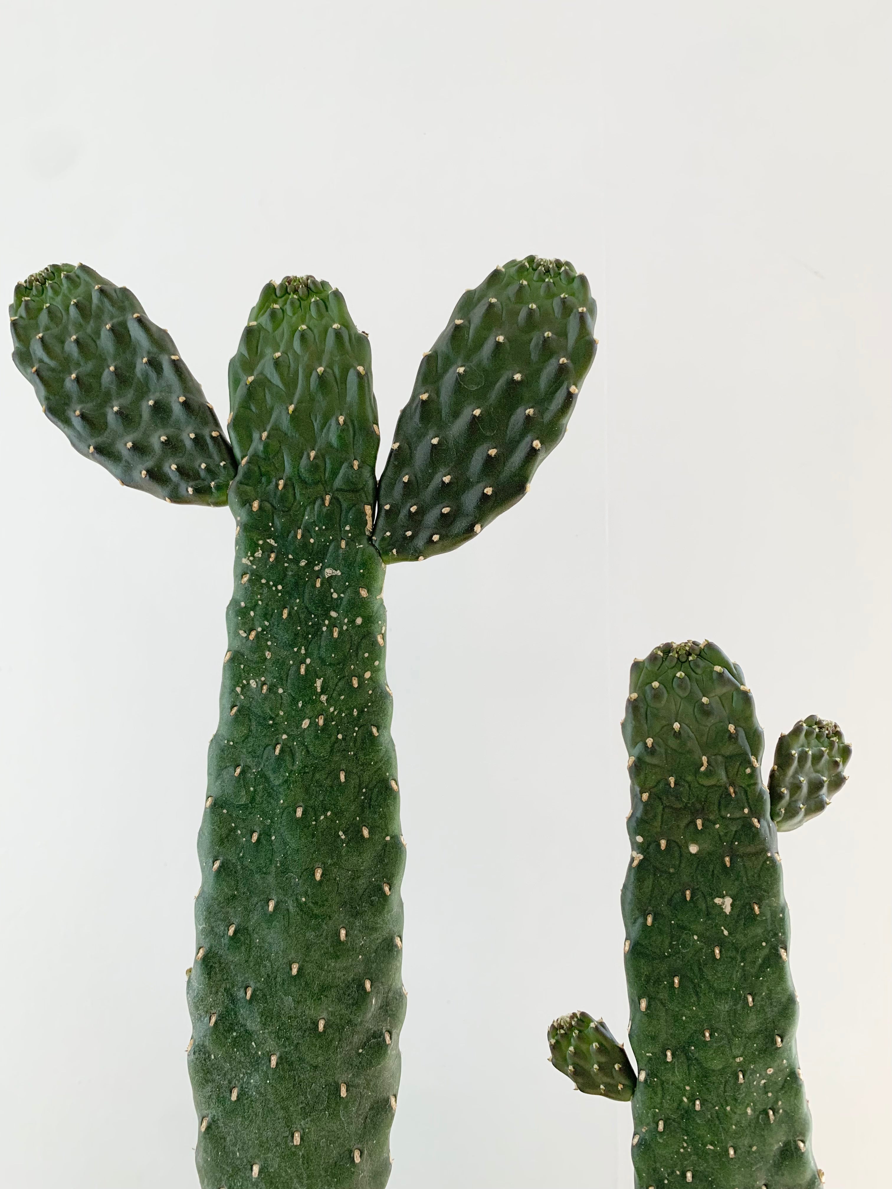 Cactus de dibujos animados