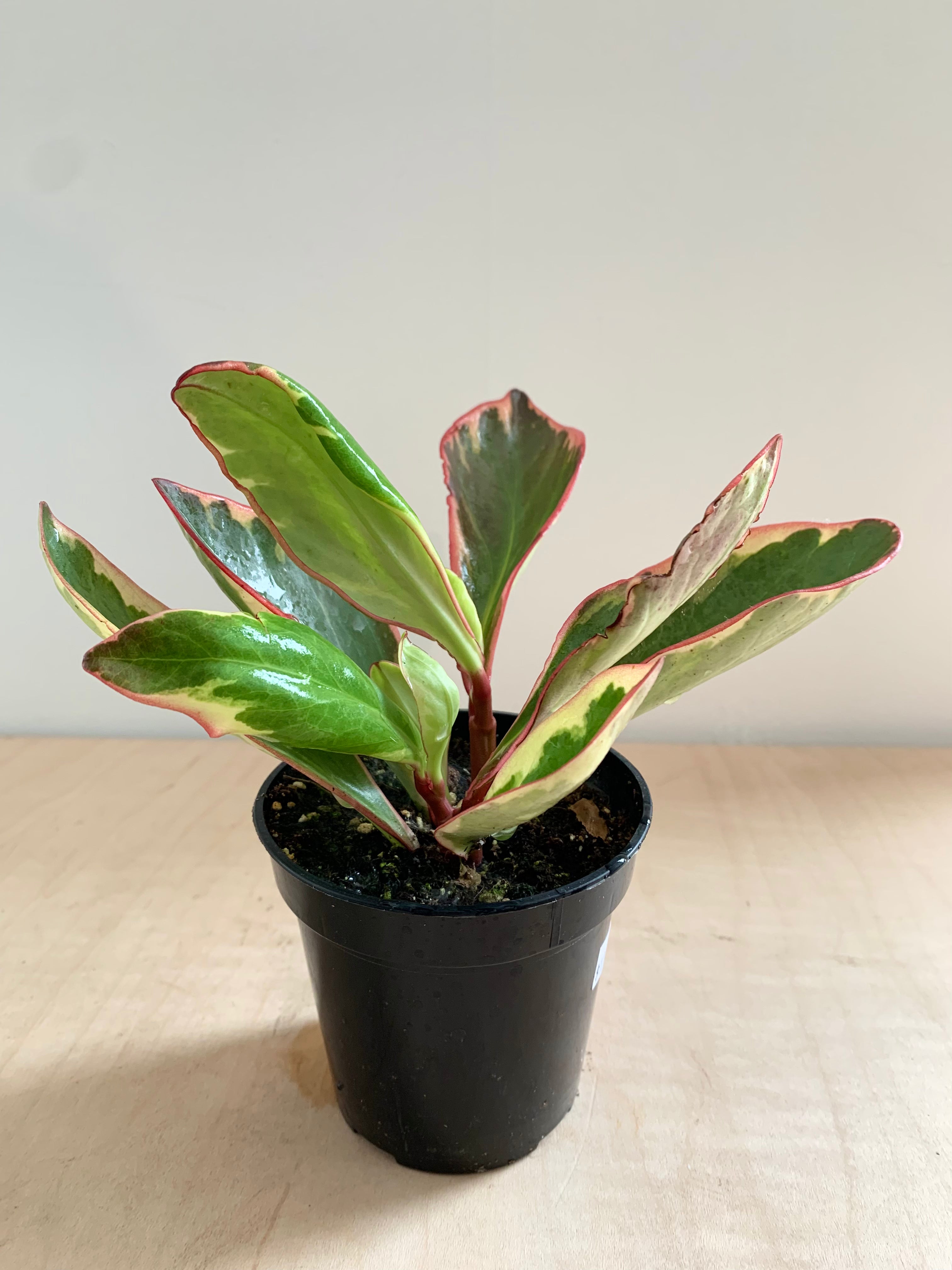 Pépéromia 'Clusiifolia'