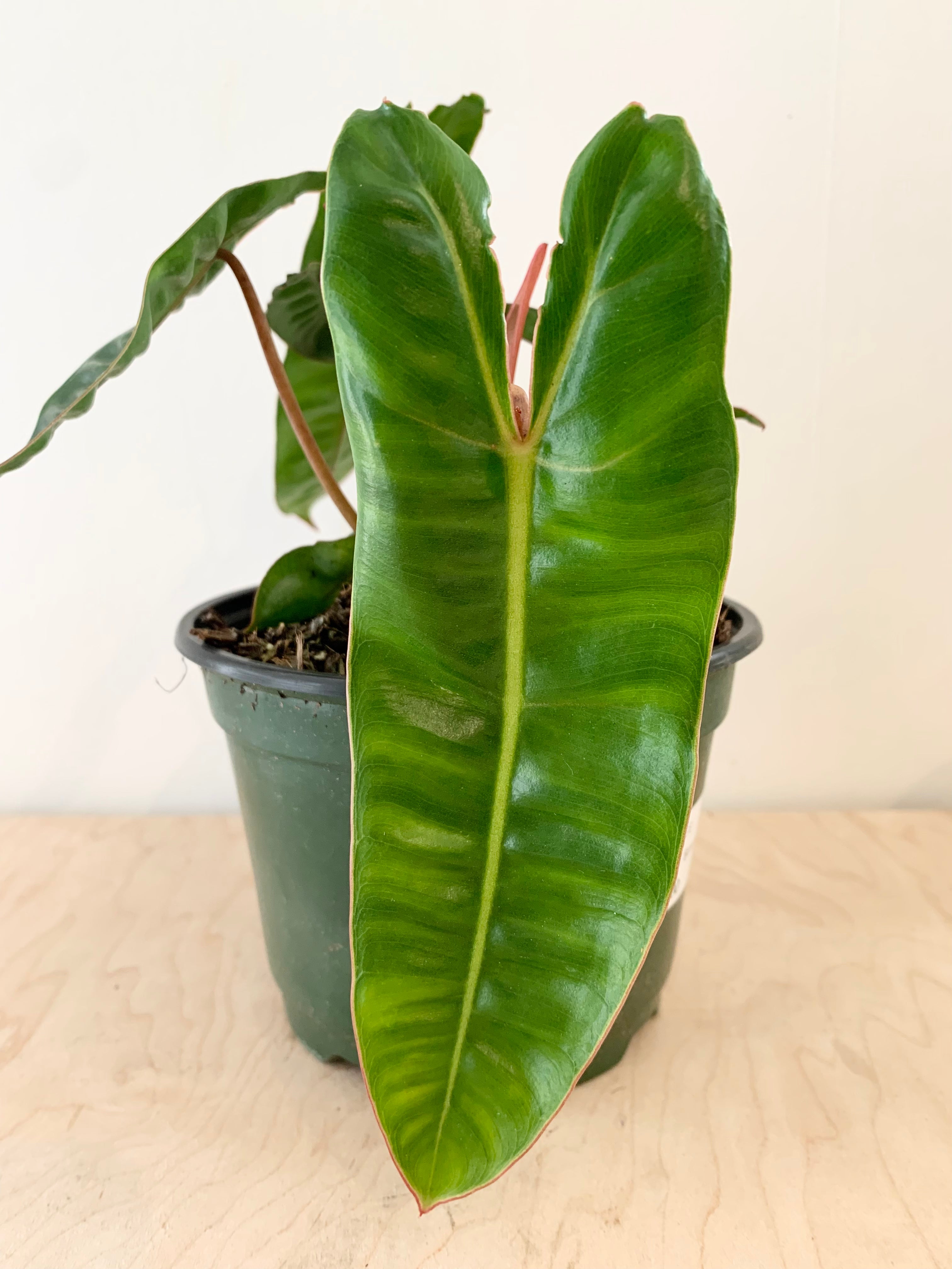 Philodendron 'Billietiae'