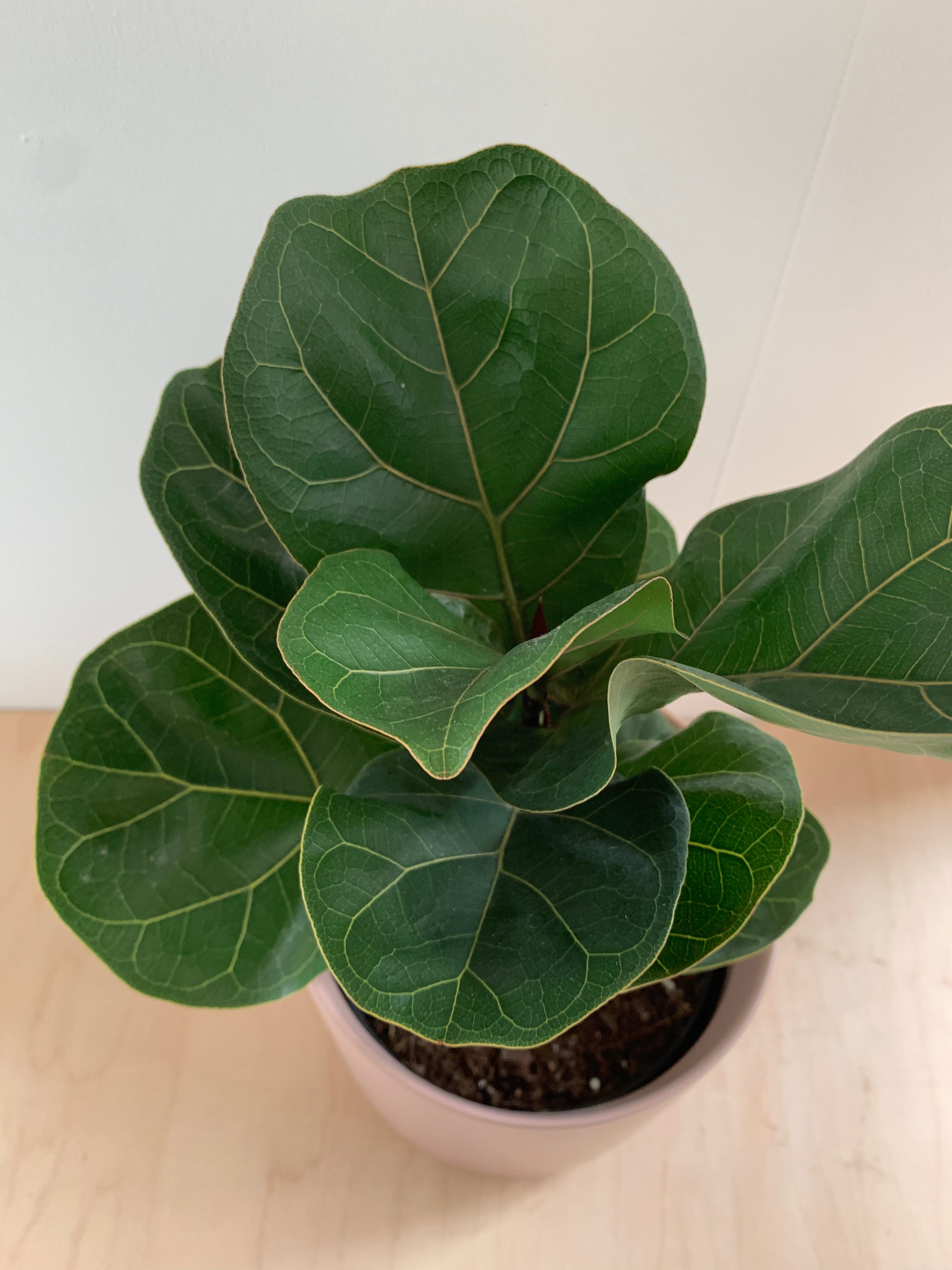 Ficus 'Lyrata Bush'