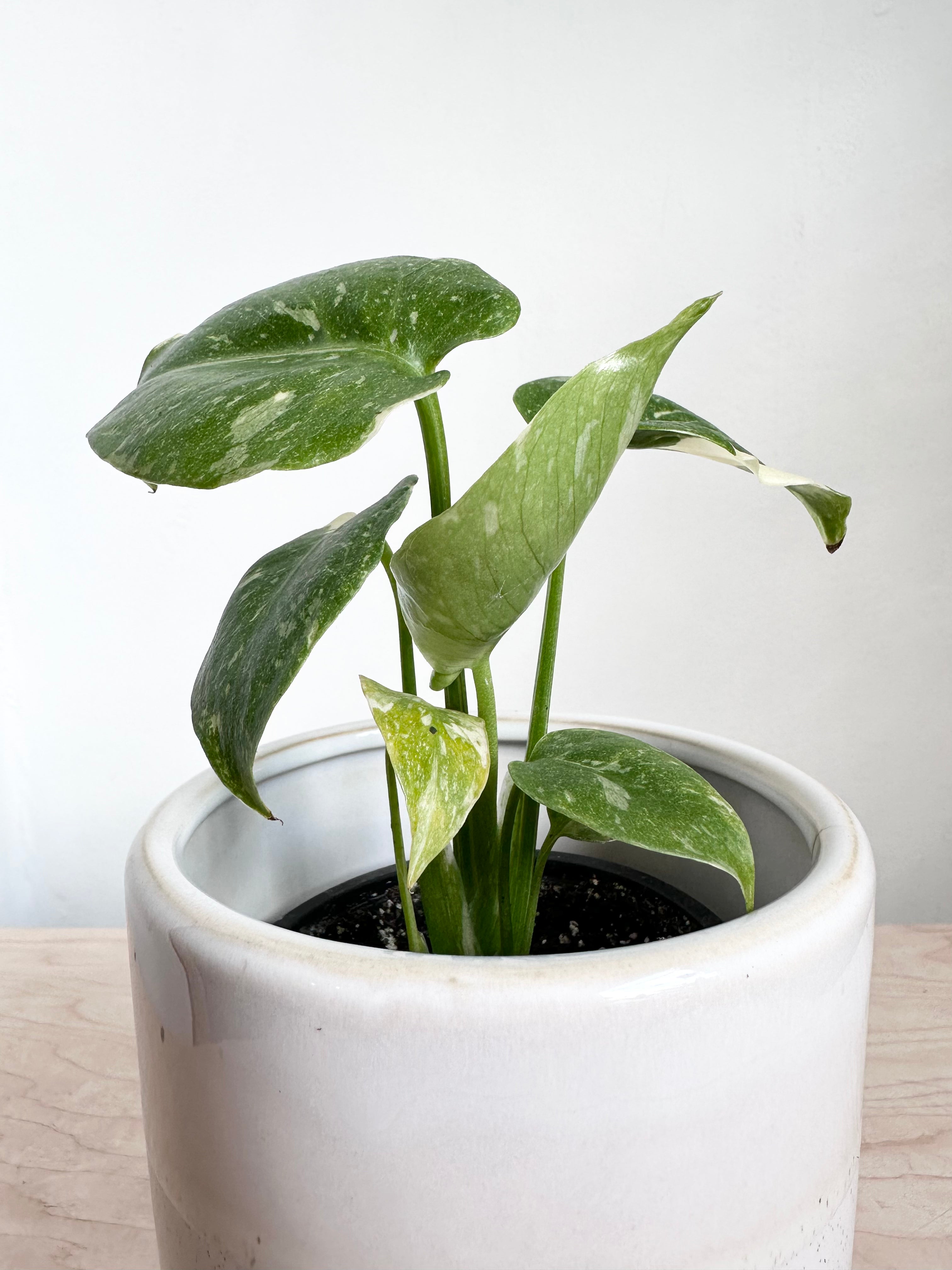 thai constellation pothos Monstera 'Thai Constellation' – Foliage