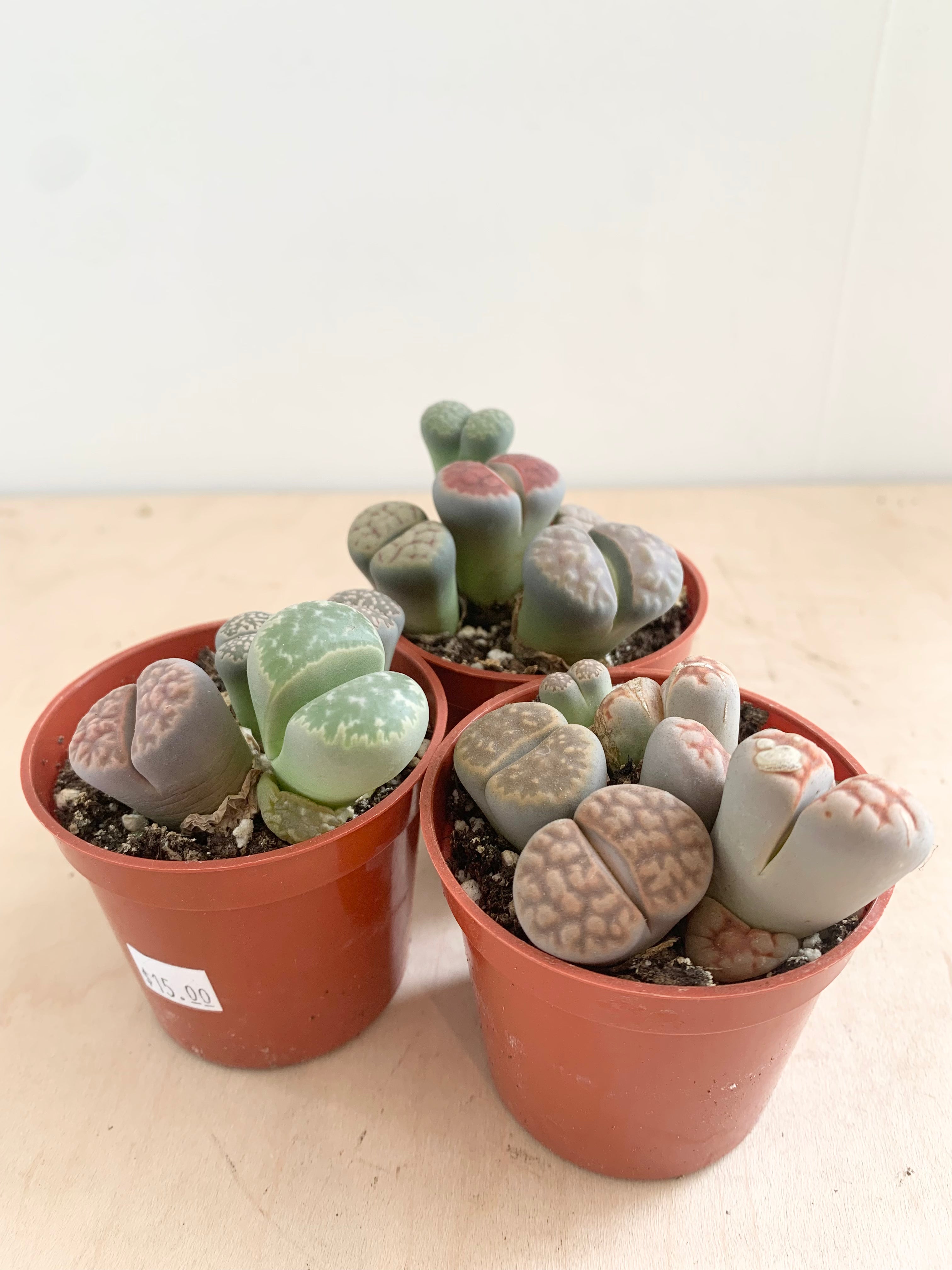 succulents that look like stones Lithops Succulent (Living Stones)