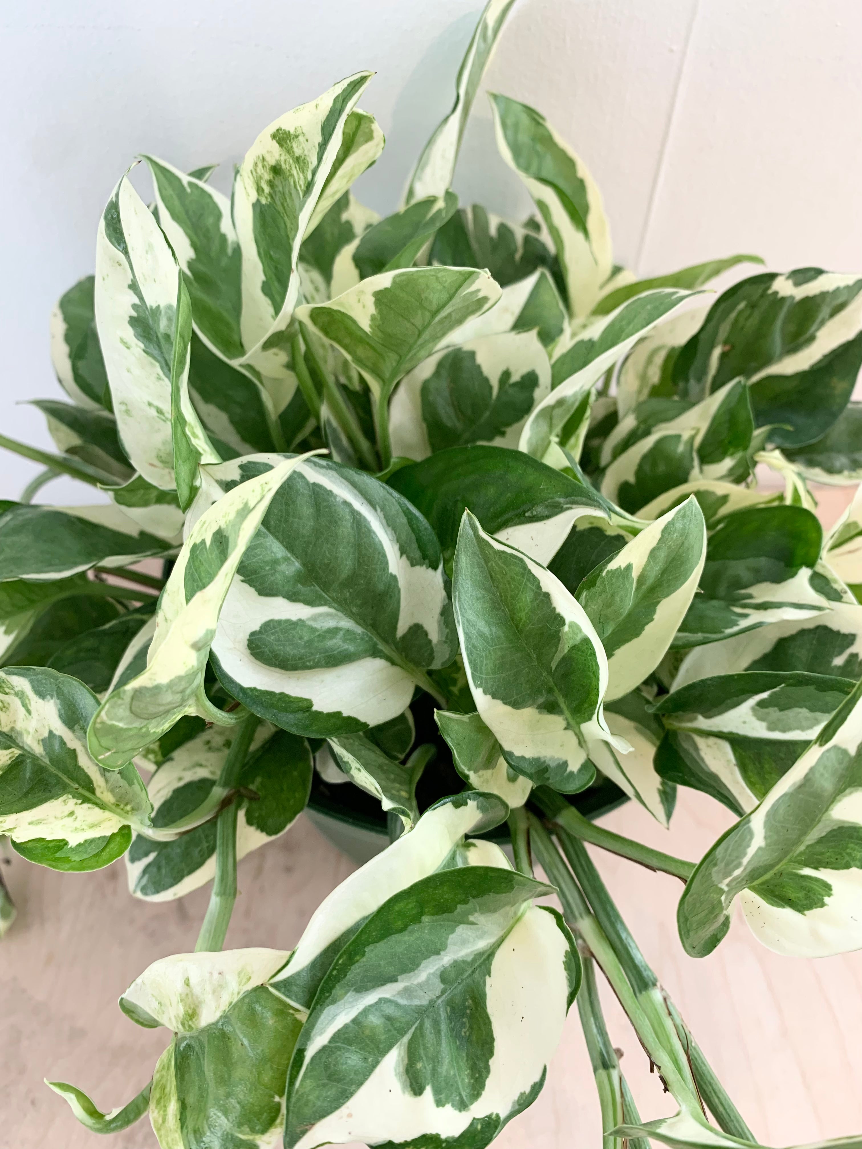 Pothos 'Pearls and Jade'