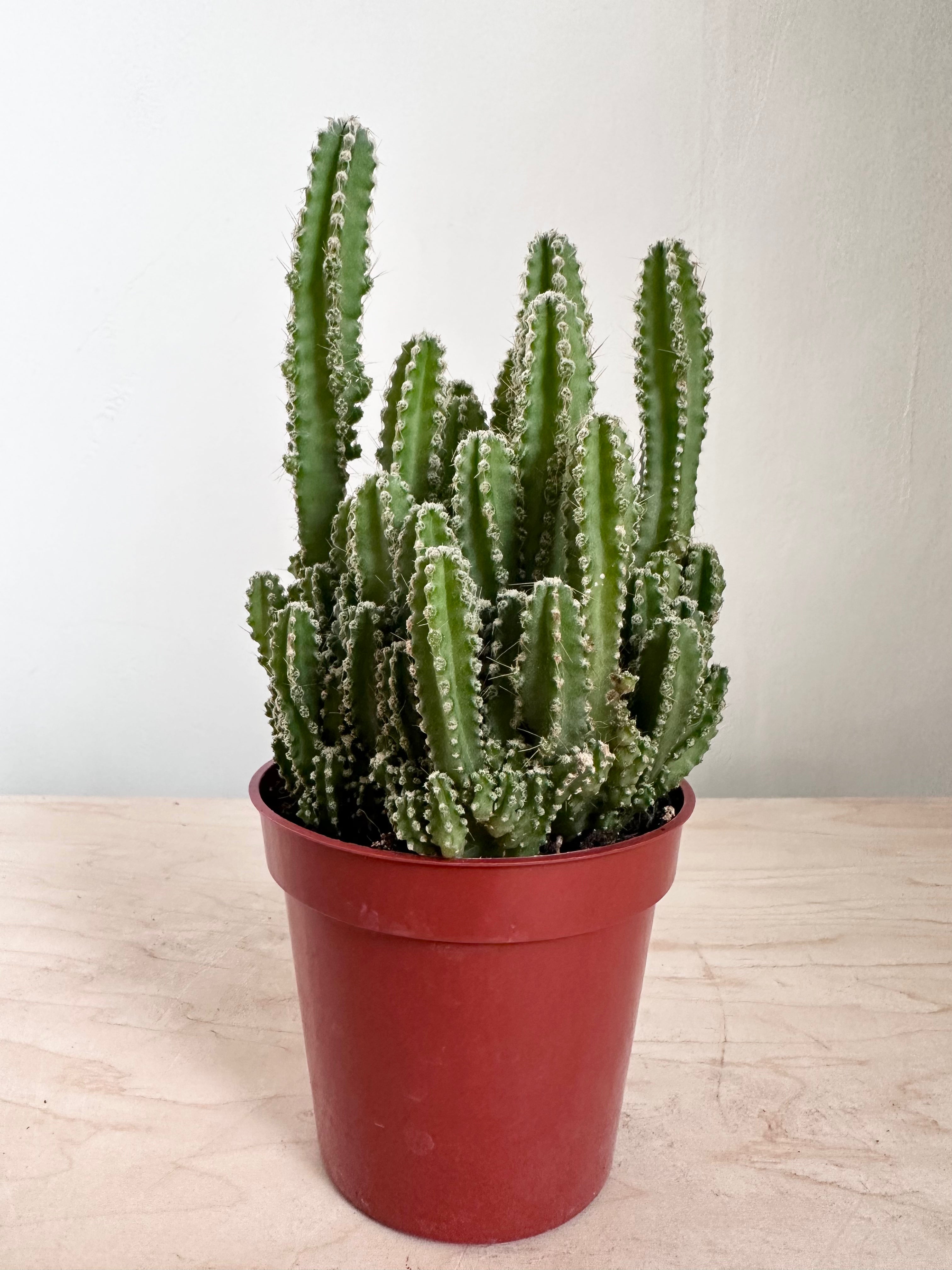 Fairy Castle Cactus