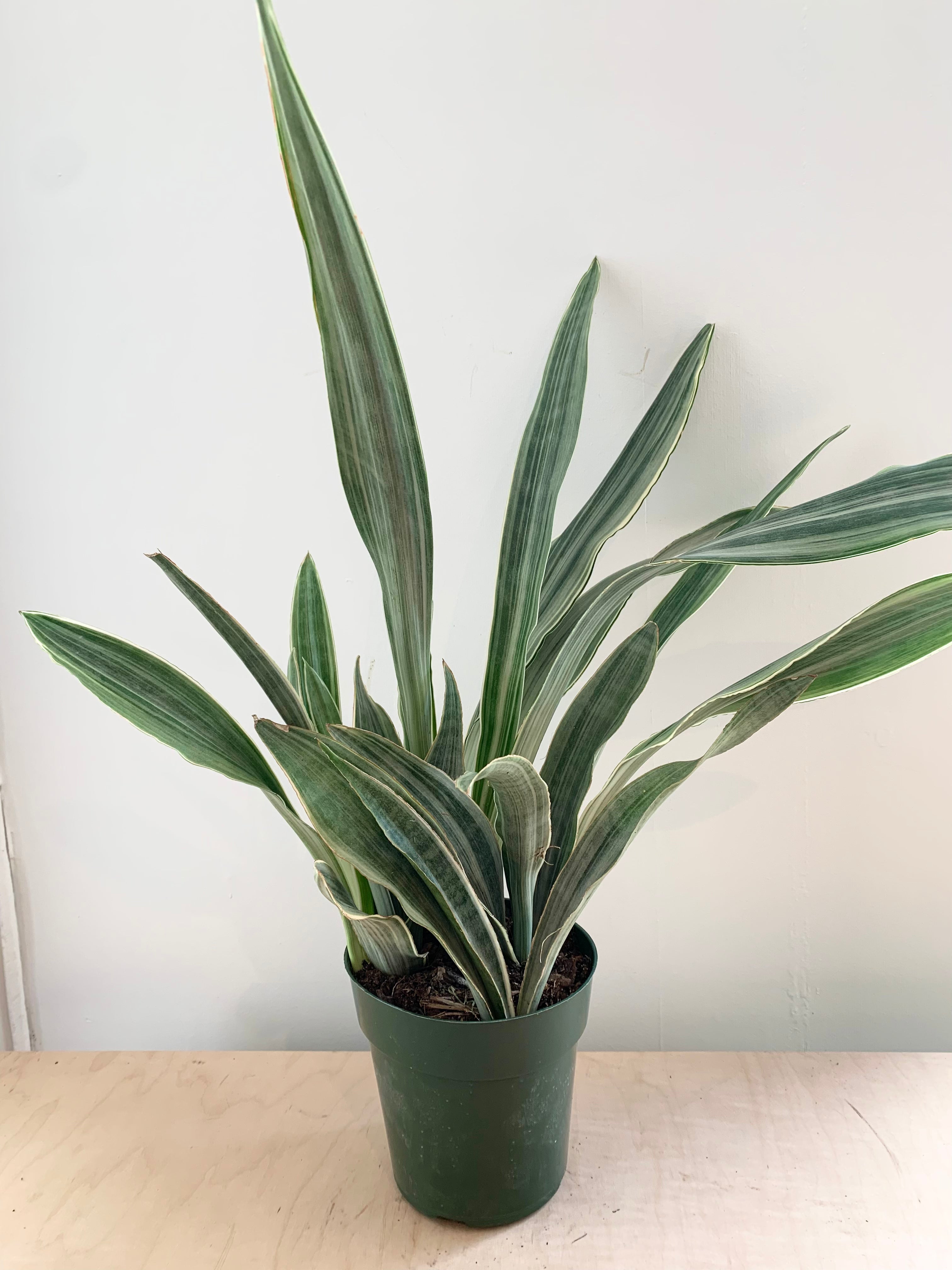 Sansevieria 'Sayuri'