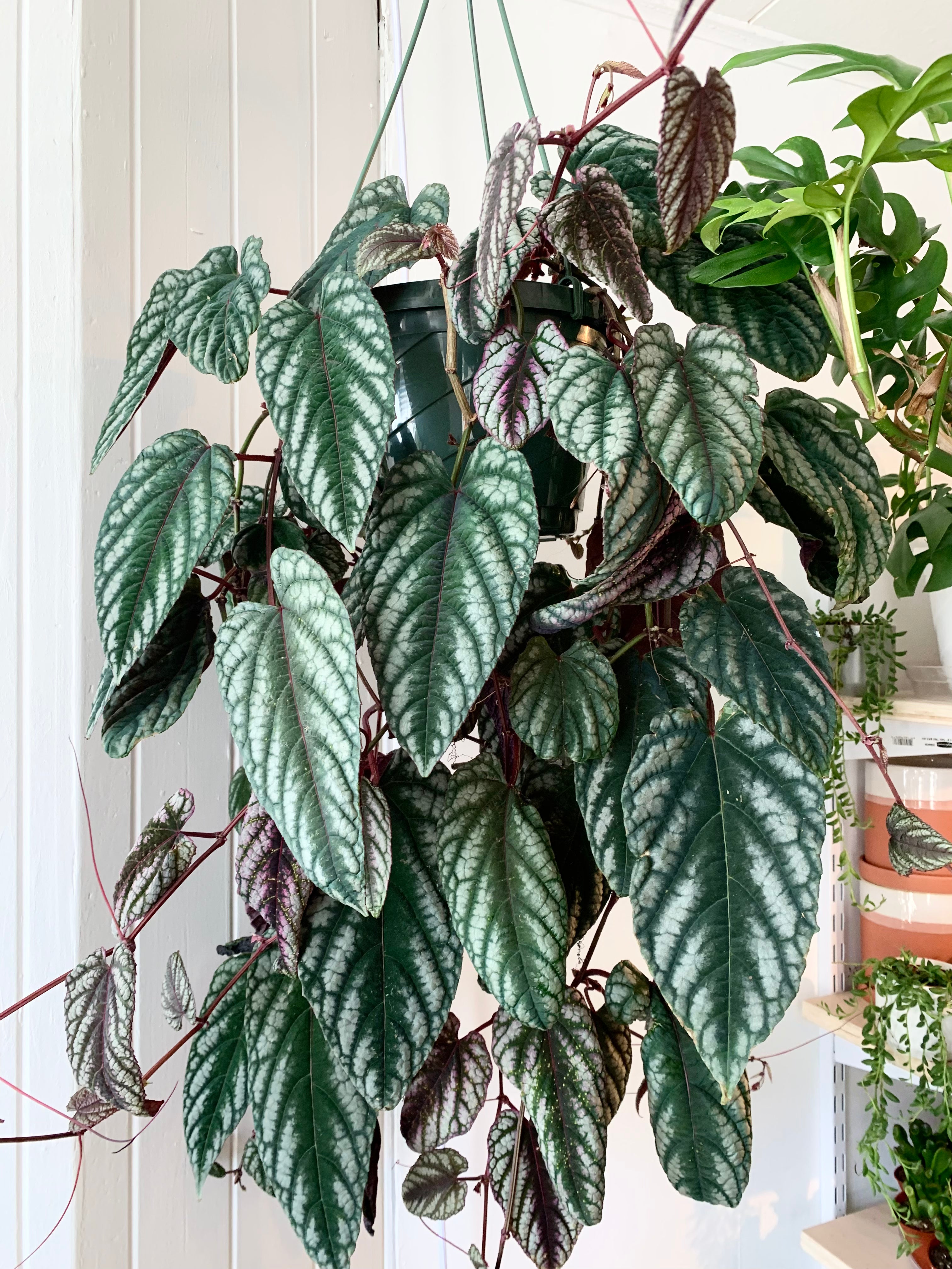 Rex Begonia Vine