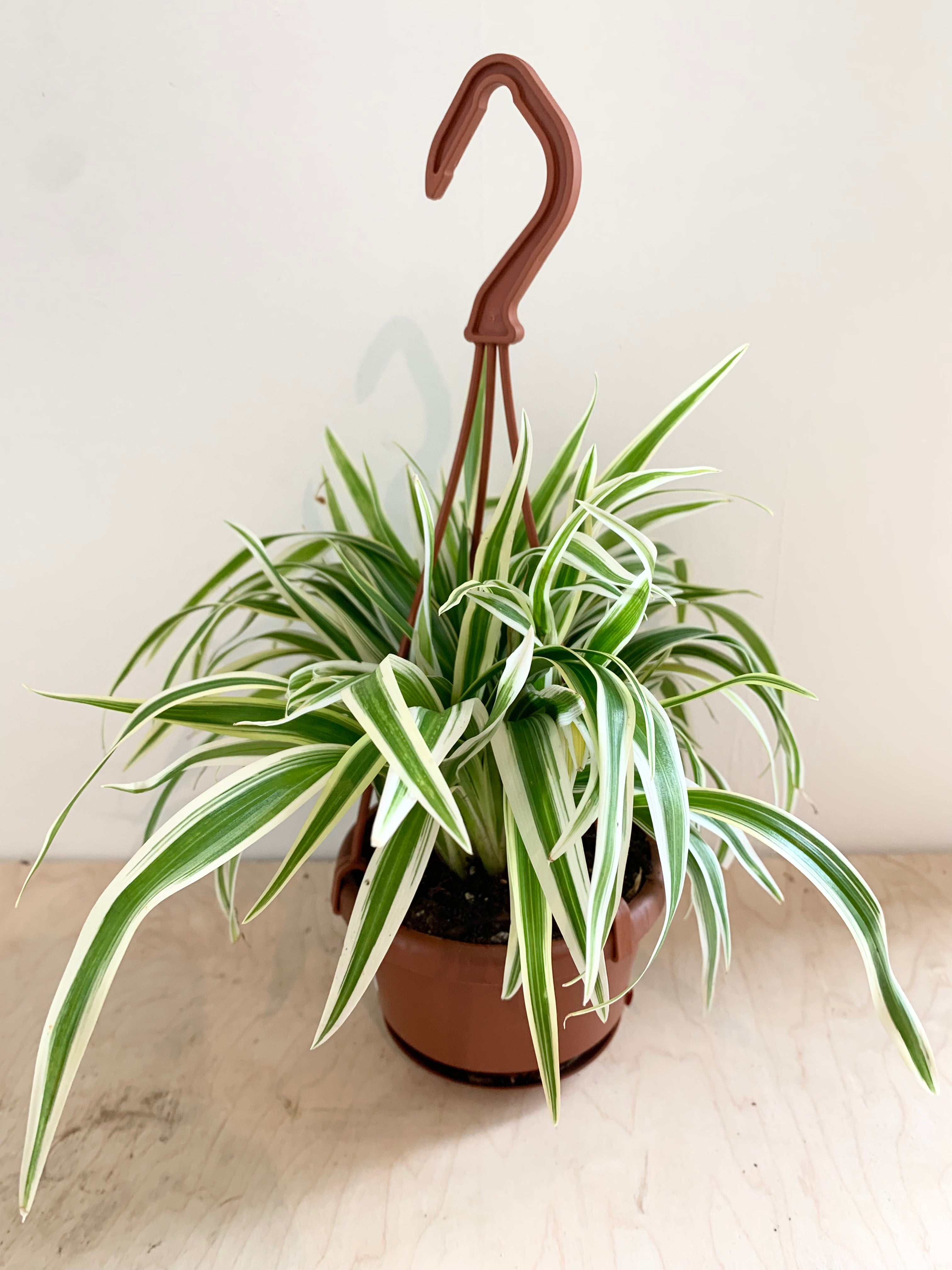Plante araignée Zebrina