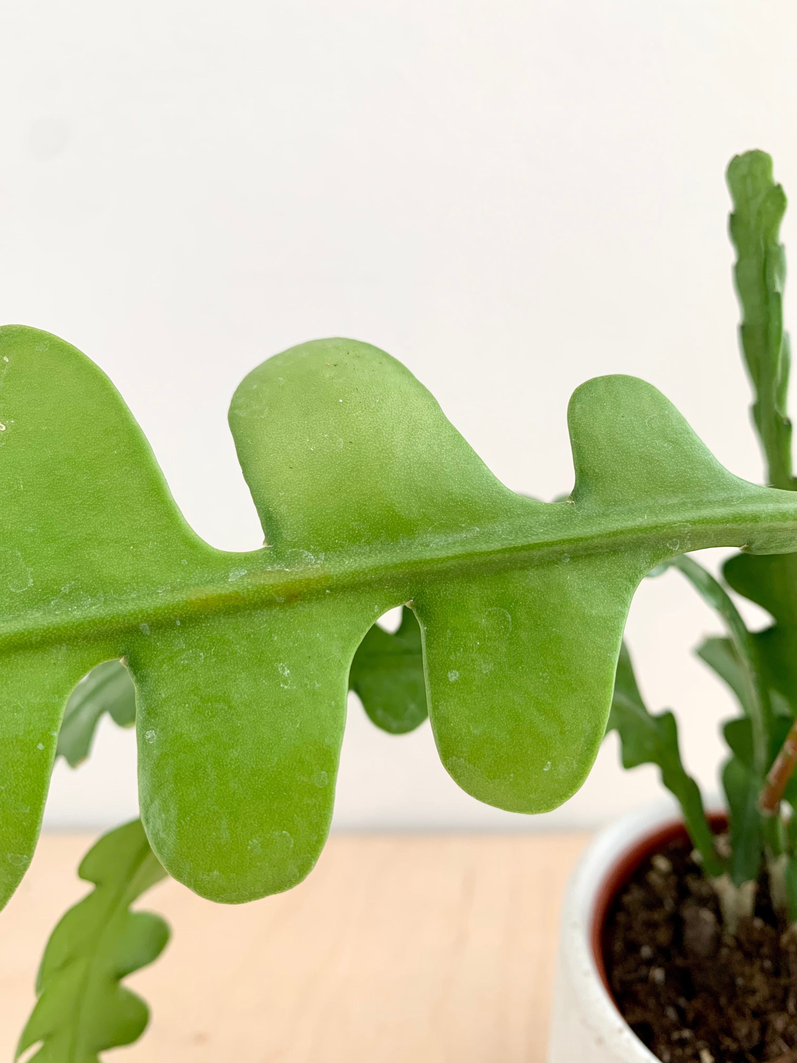 Fishbone Cactus