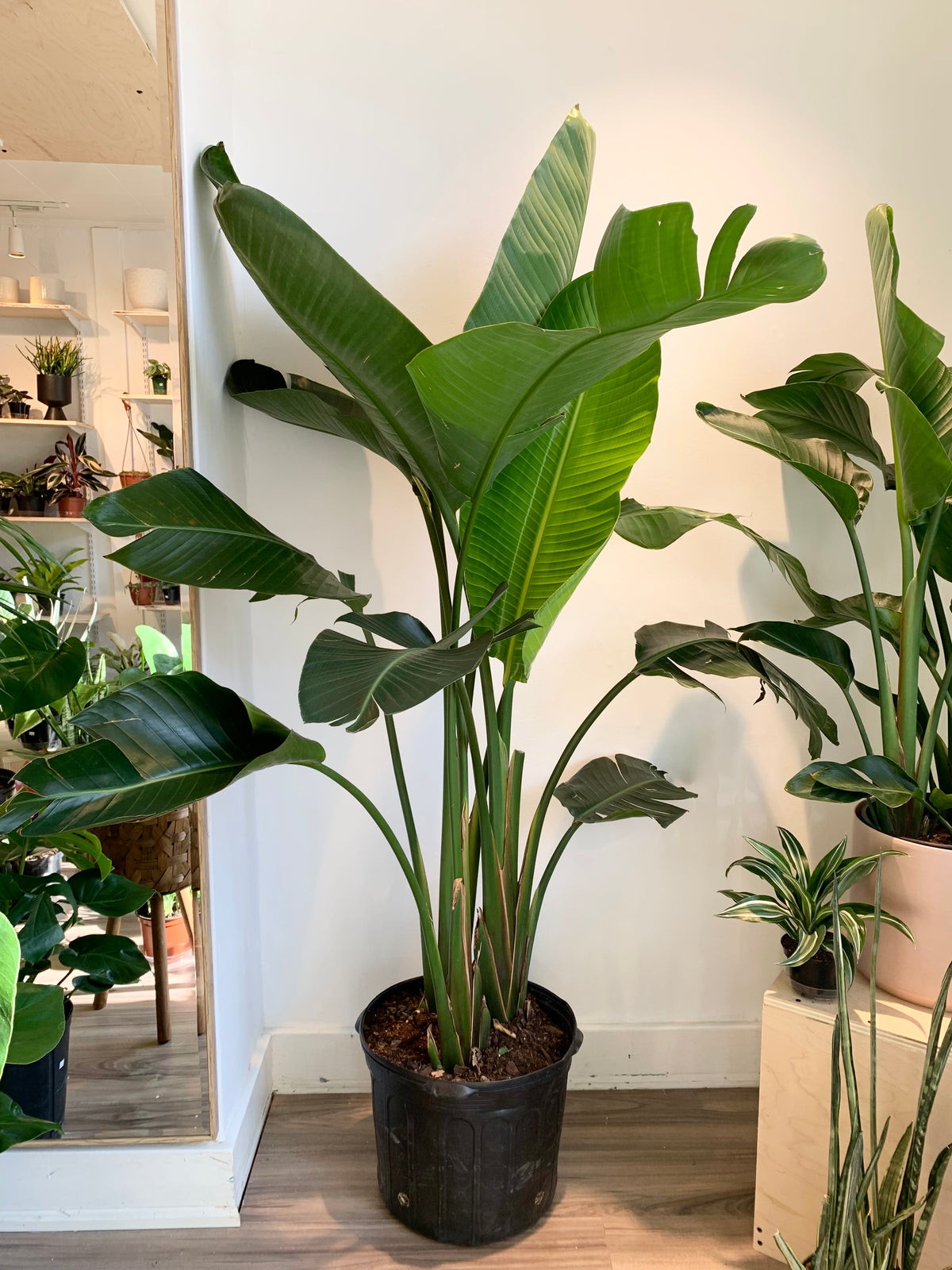 Strelitzia Nicolai - Ave del paraíso