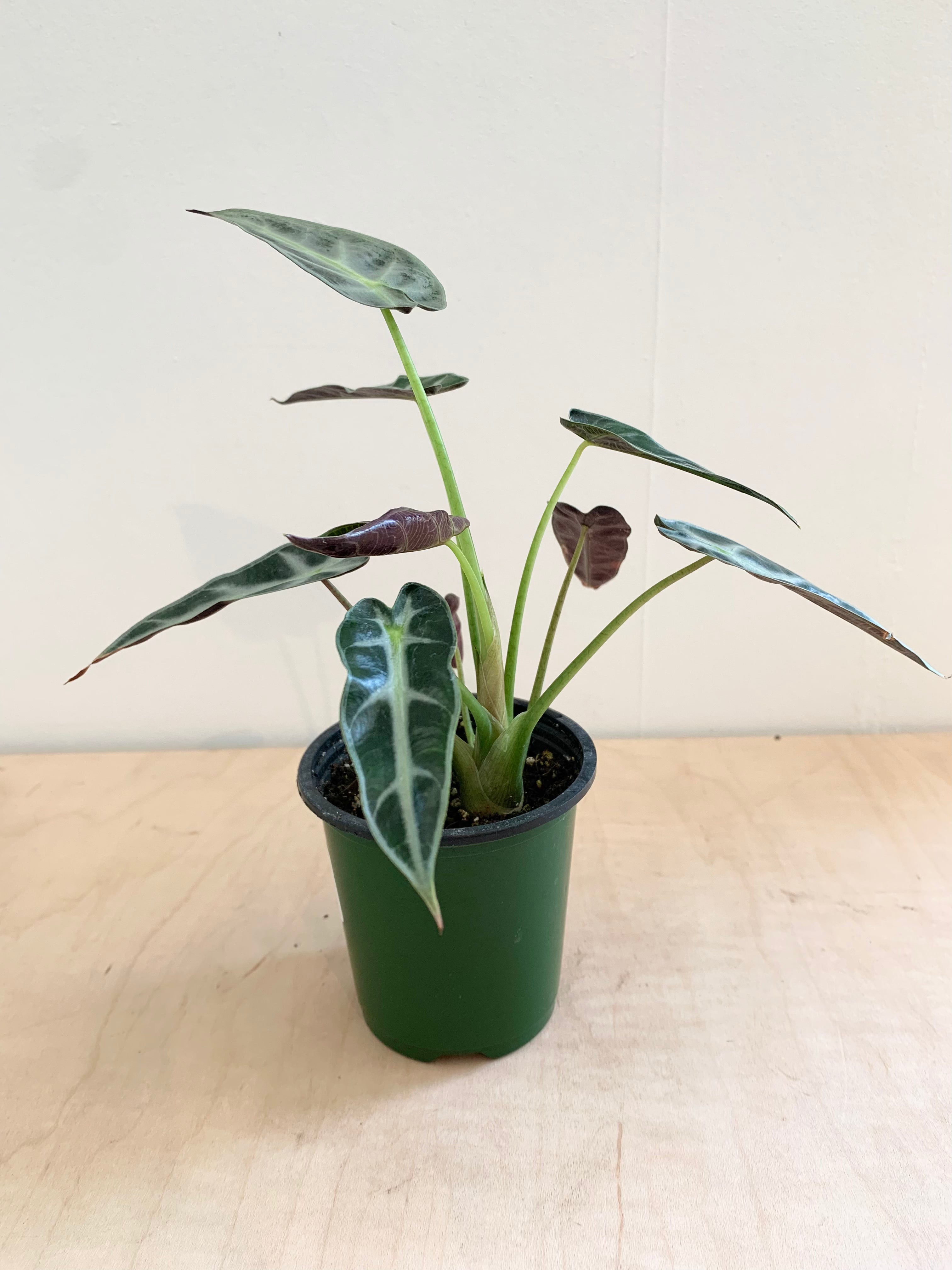 Alocasia 'Bambino'