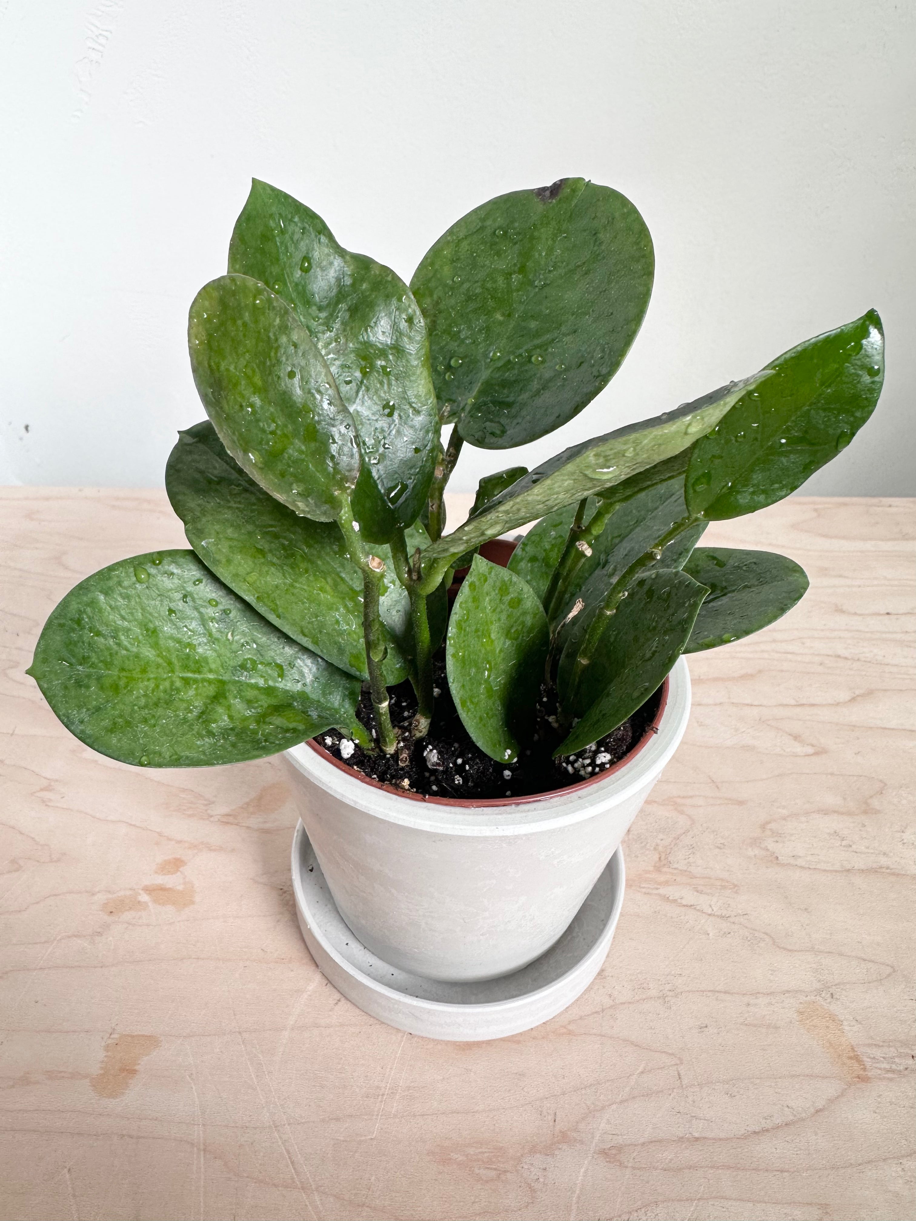 Hoya Australis Verde