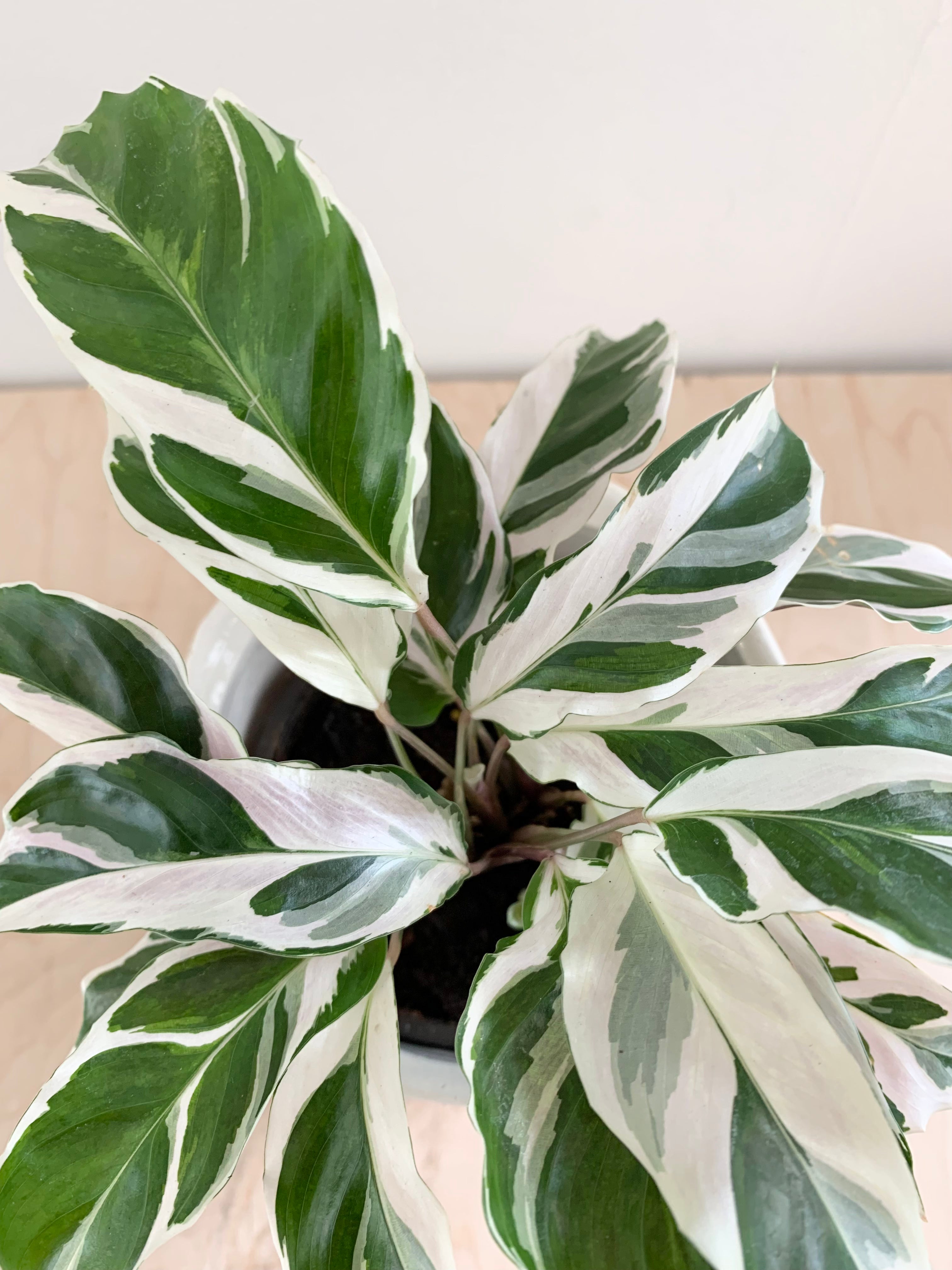 Calathea 'White Fusion'